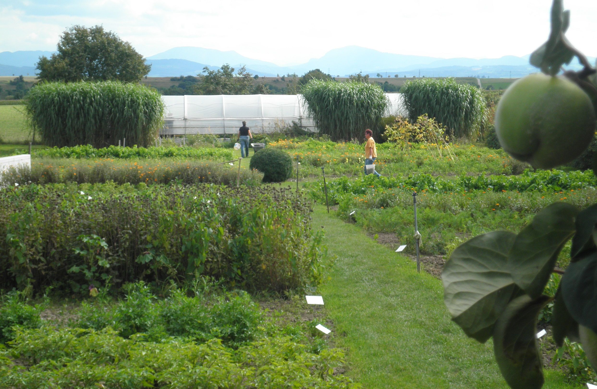 A herb garden with various plants and two people working in it. Mountains and a greenhouse can be seen in the background.