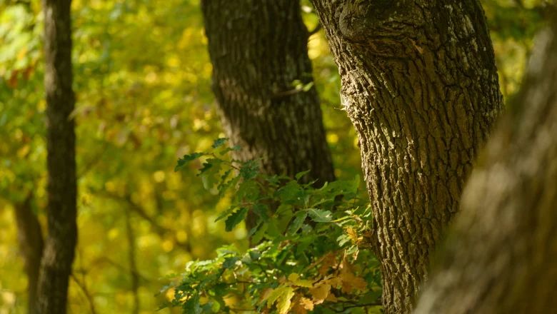 Close-up of tree trunks in the forest with green foliage.