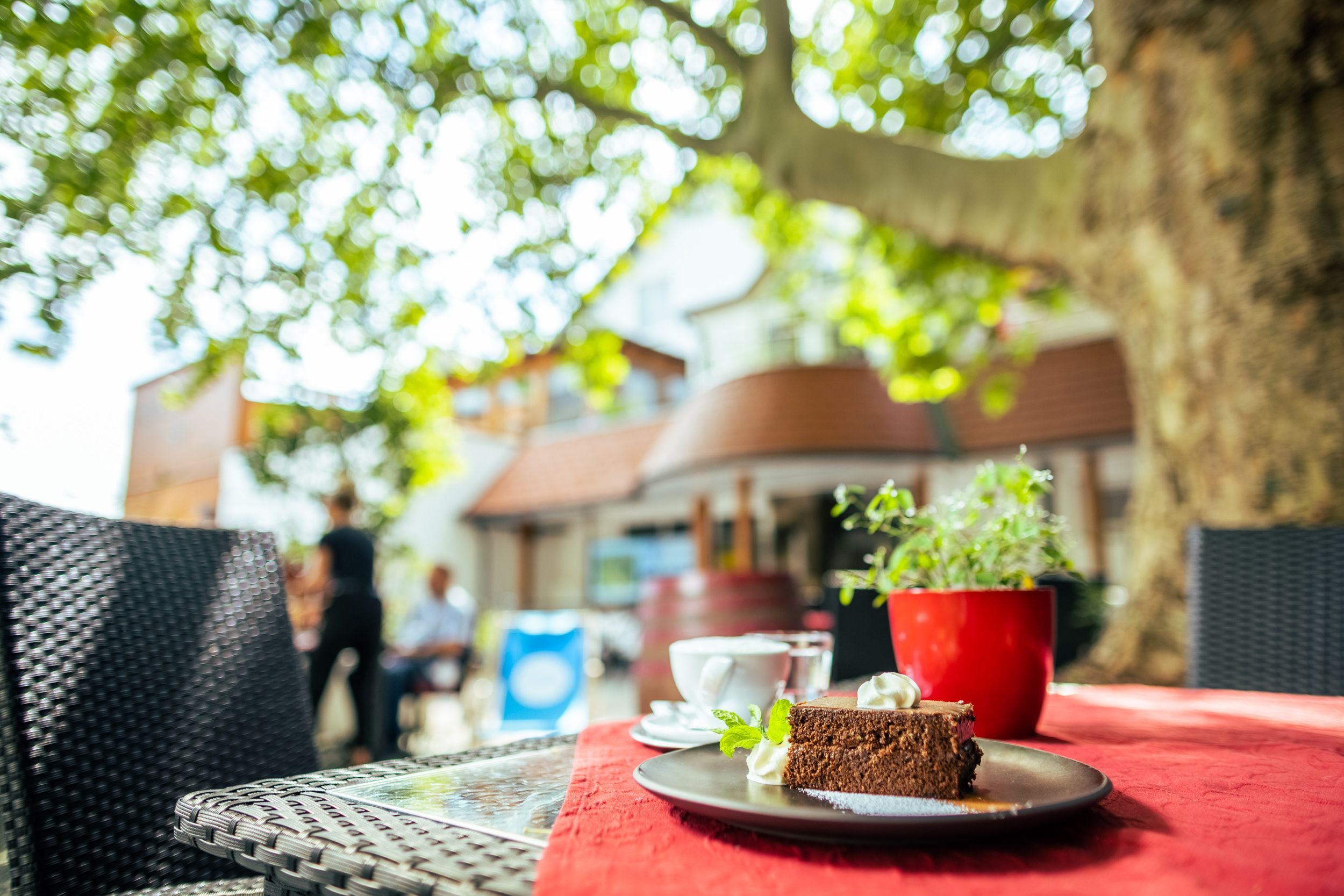 A slice of chocolate cake with cream on an outdoor table, surrounded by plants and a large tree.