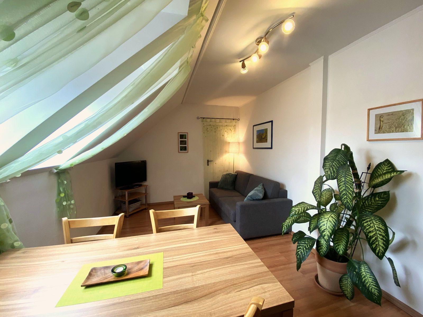 Cozy living room with sofa, dining table, TV and large houseplant.