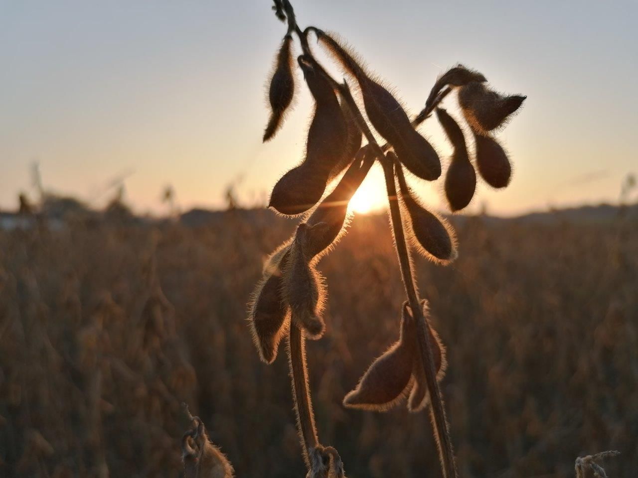 Arable farming