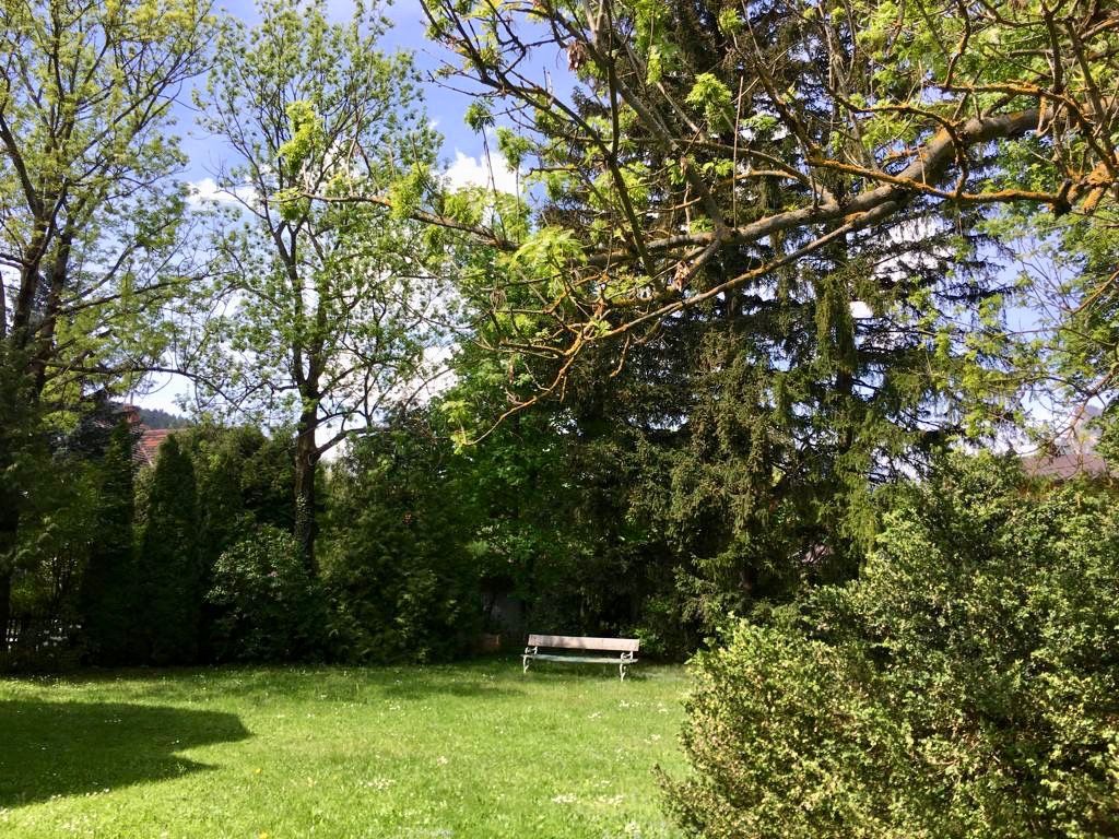 A green garden with trees and a bench in the background.