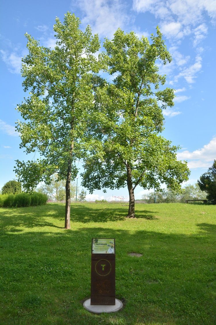 Two tulip trees on a green meadow with an information sign in the foreground.