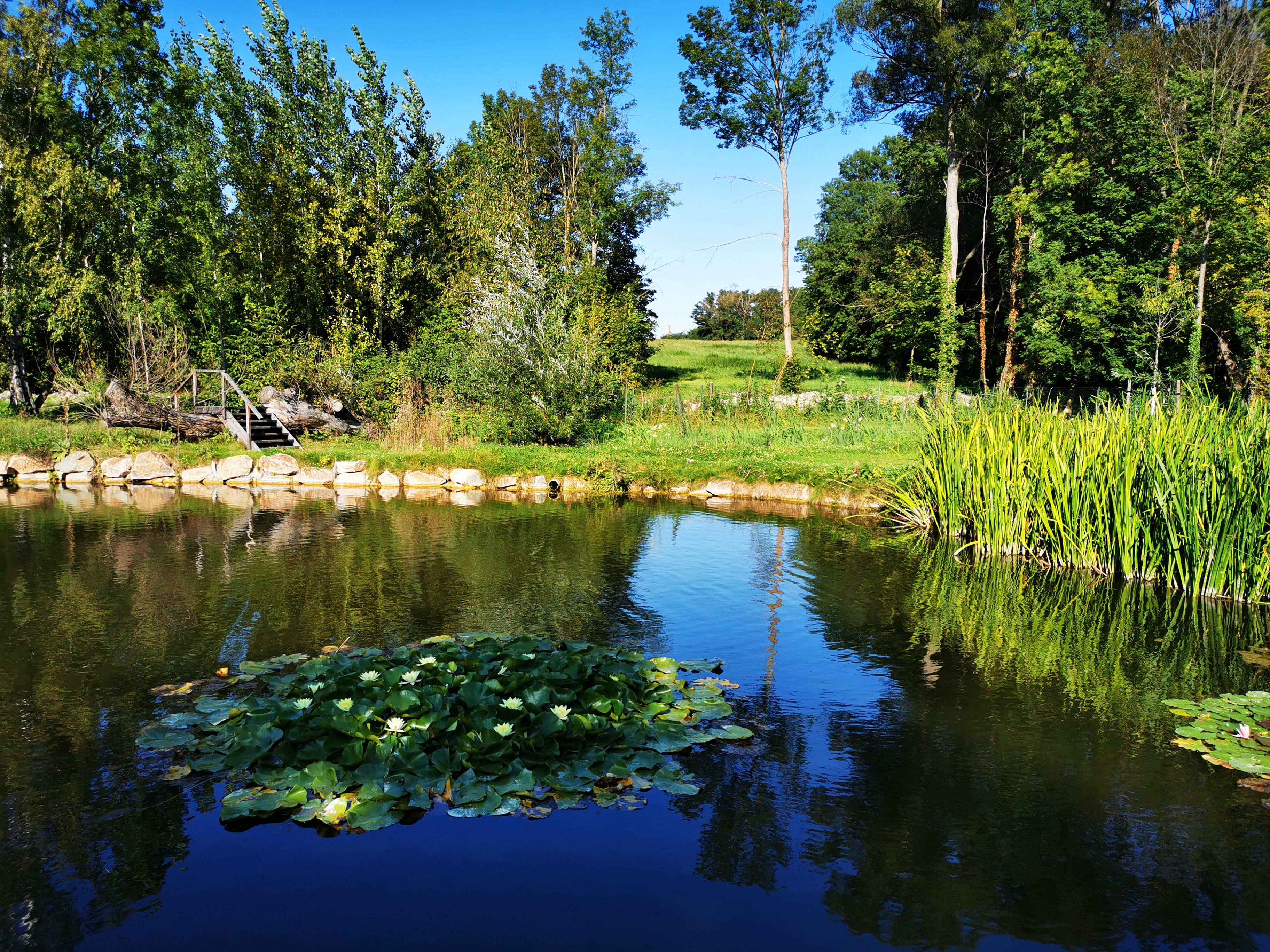 A pond with water lilies, surrounded by trees and reeds, under a clear blue sky.