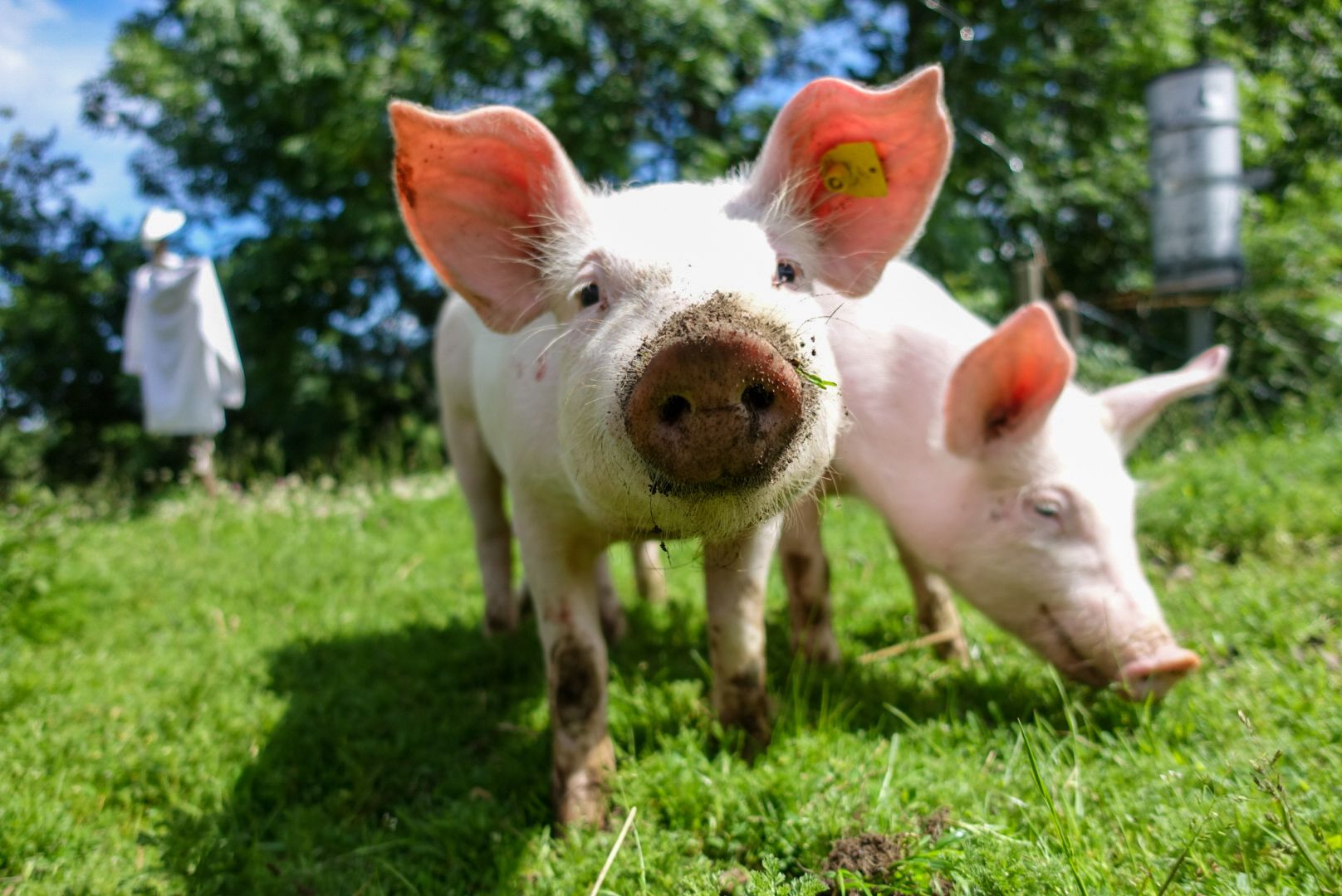 Two piglets on a green meadow, one looking curiously at the camera.