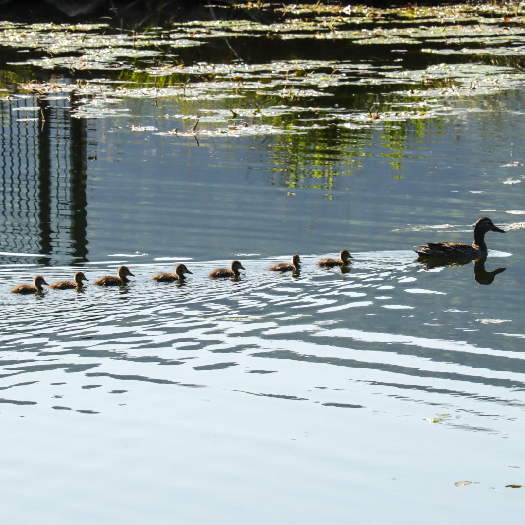 A mother duck swims in a pond with seven chicks.