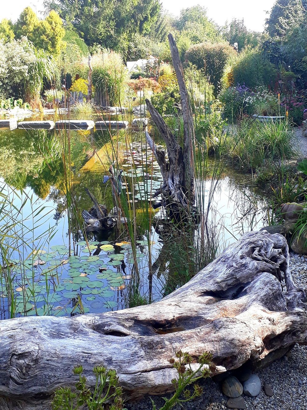 An idyllic pond with water lilies, surrounded by lush vegetation and a large, weathered tree trunk in the foreground.