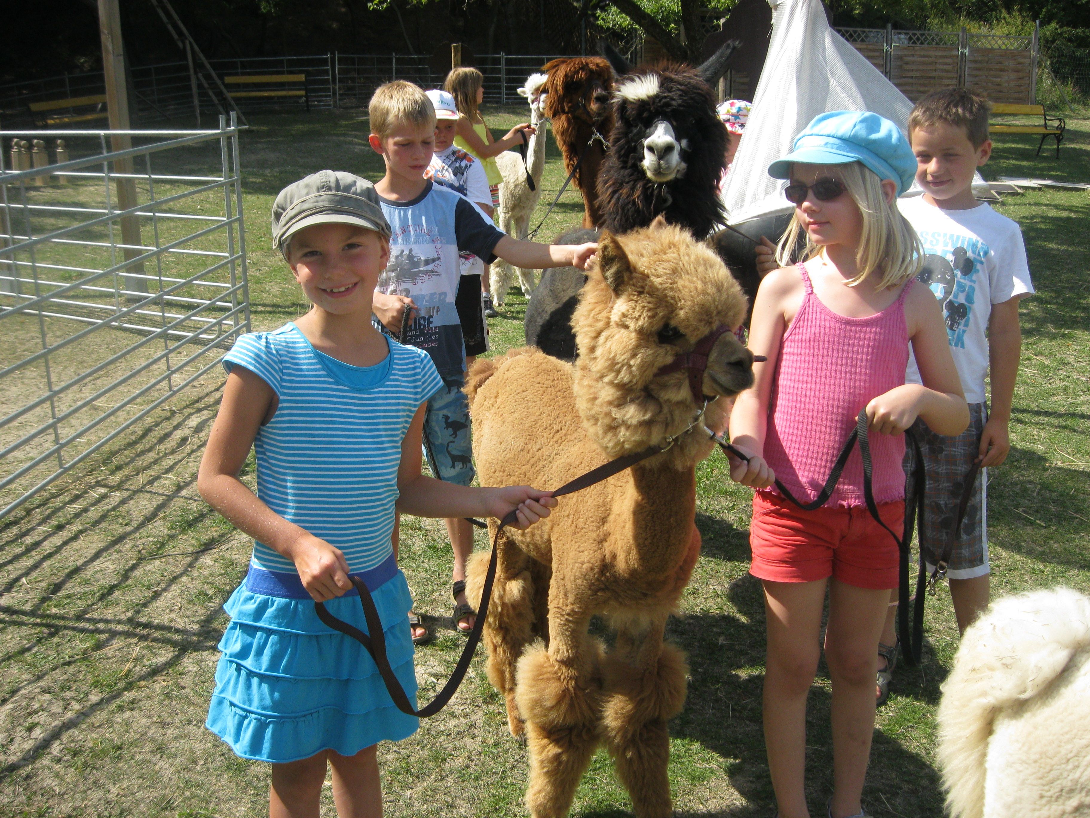 Children lead alpacas on leashes in a meadow.