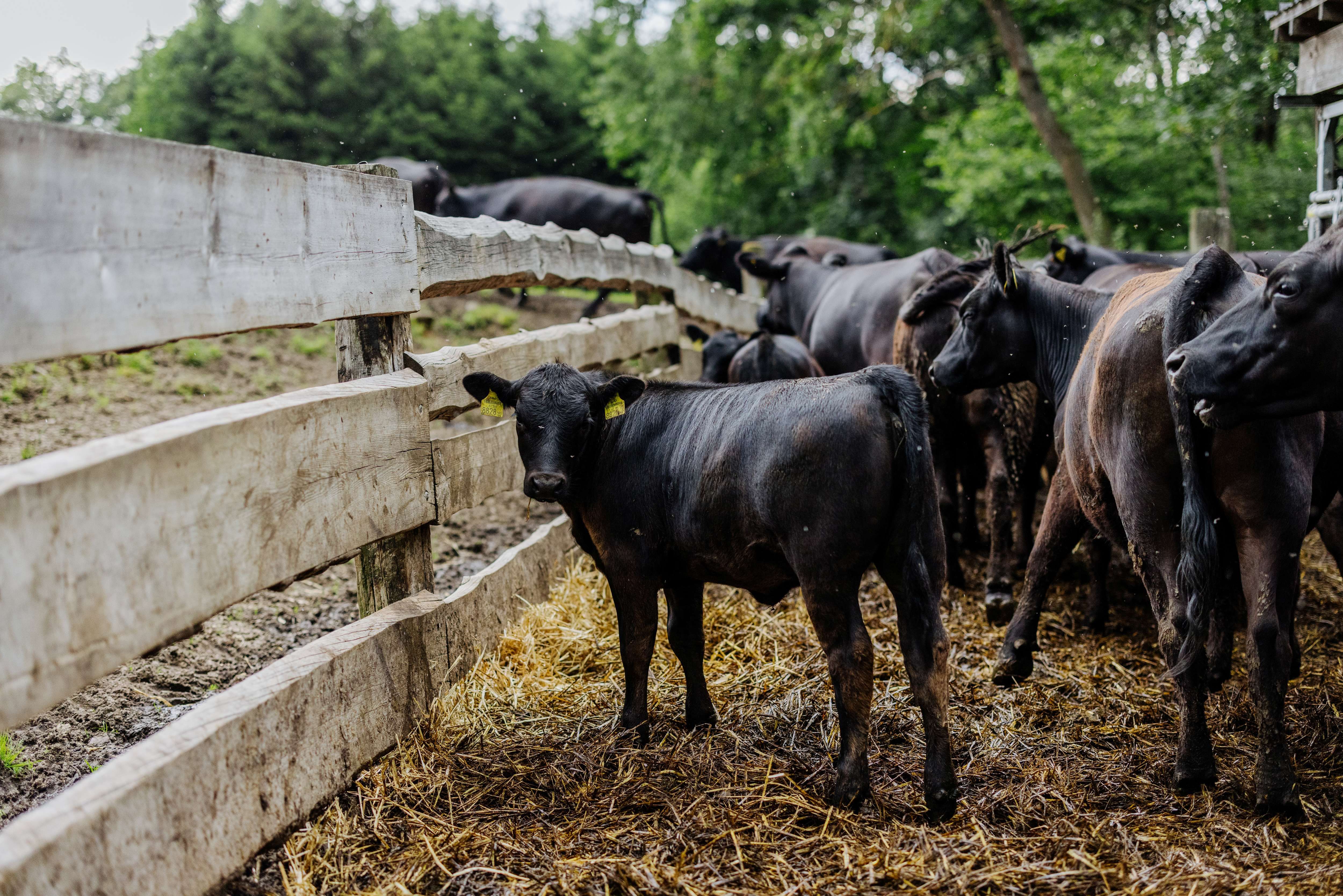 A group of black cattle stands behind a wooden fence on a farm.