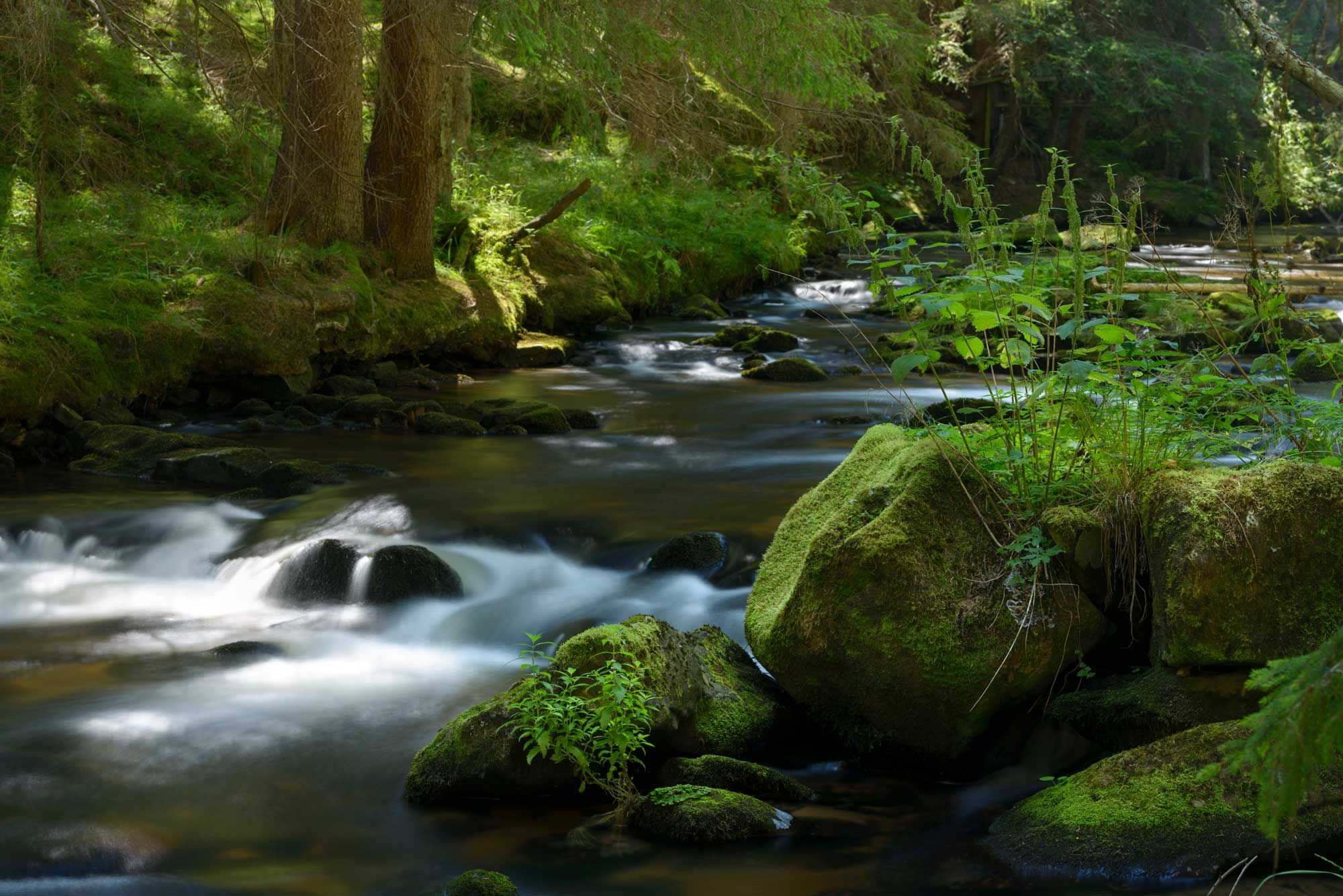 A quiet stream flows through a moss-covered forest with large stones and lush vegetation.