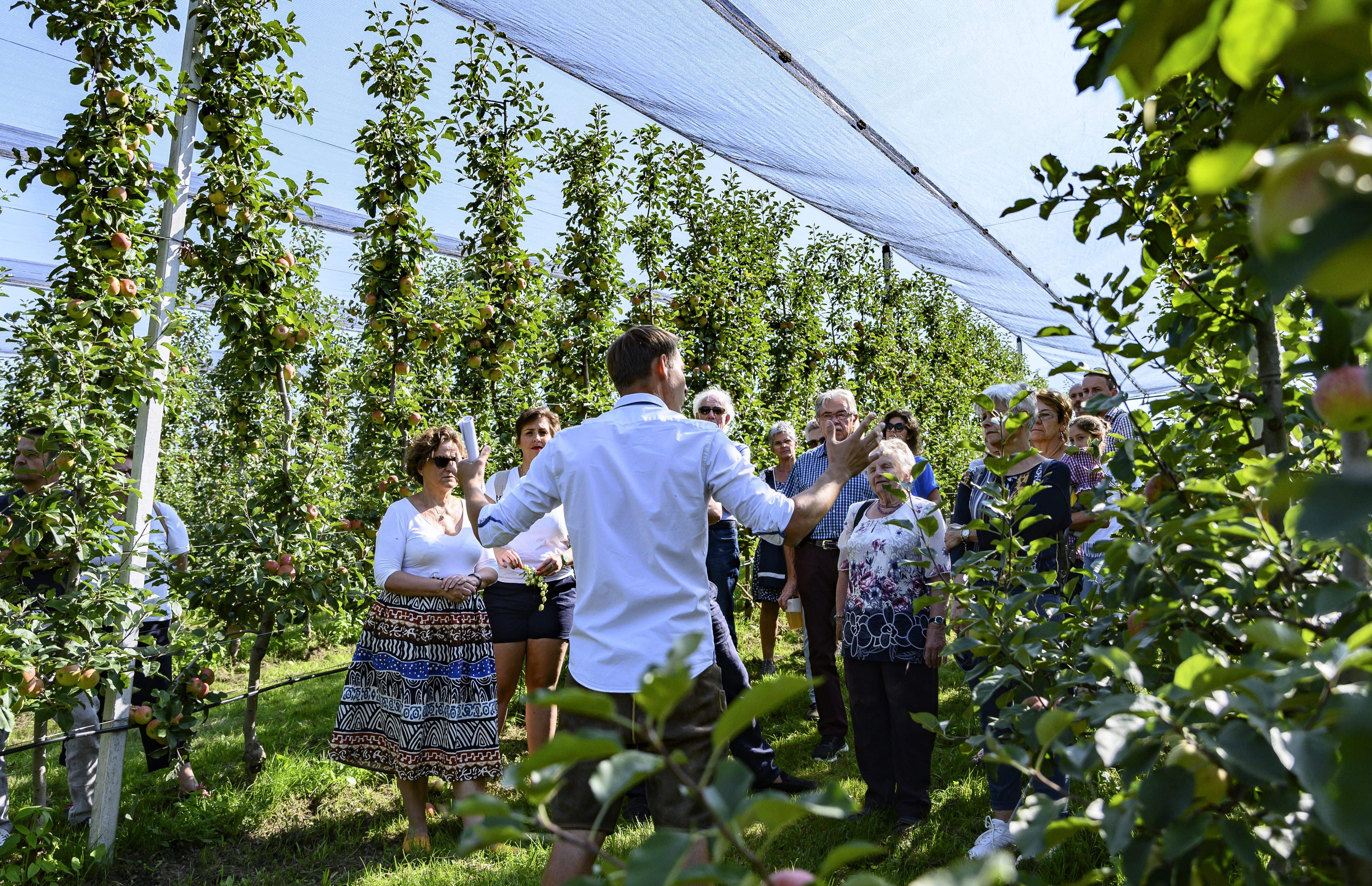 A group of people on a guided tour through an orchard with apple trees.