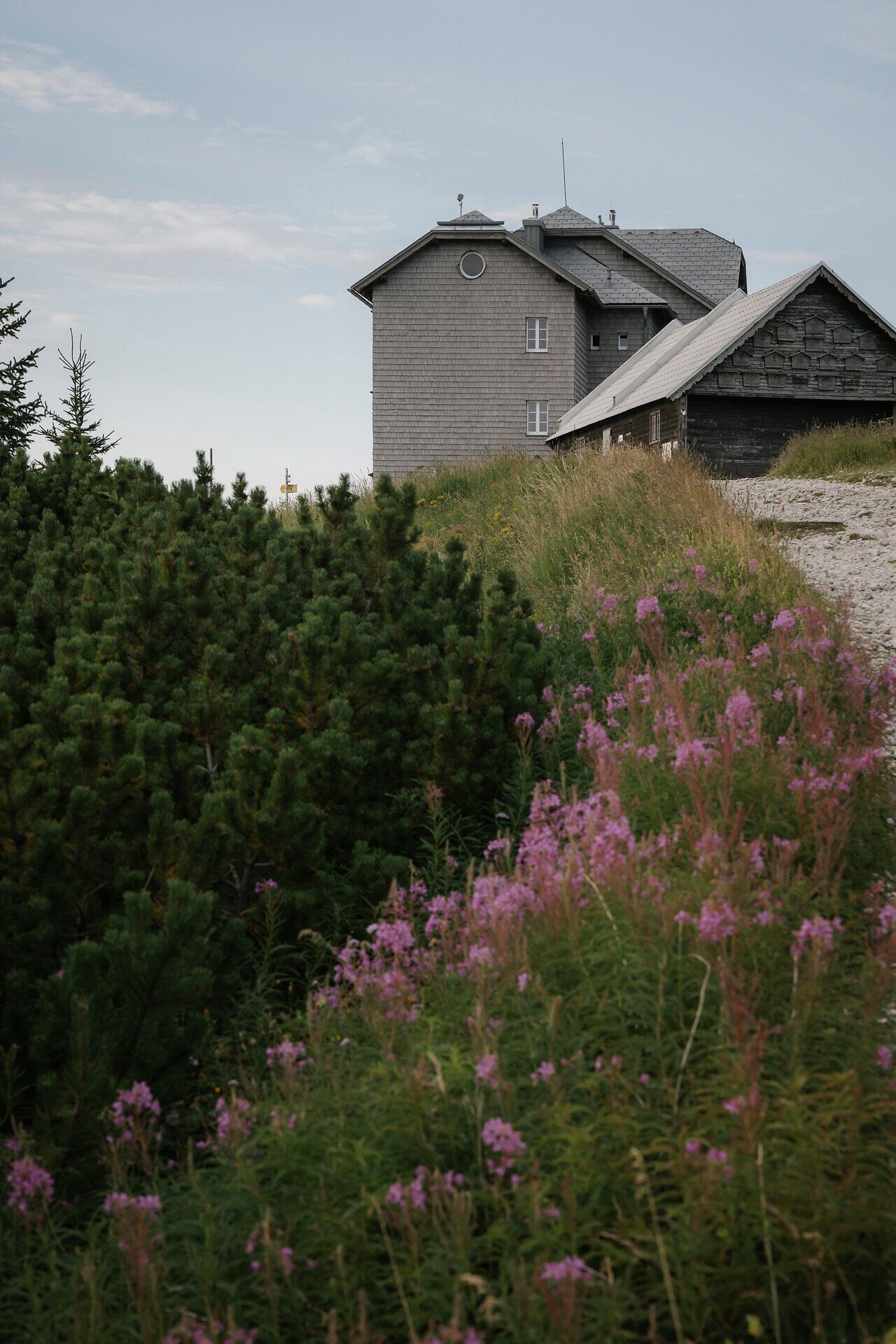 A flowering willowherb in front of the Ottohaus on the Rax