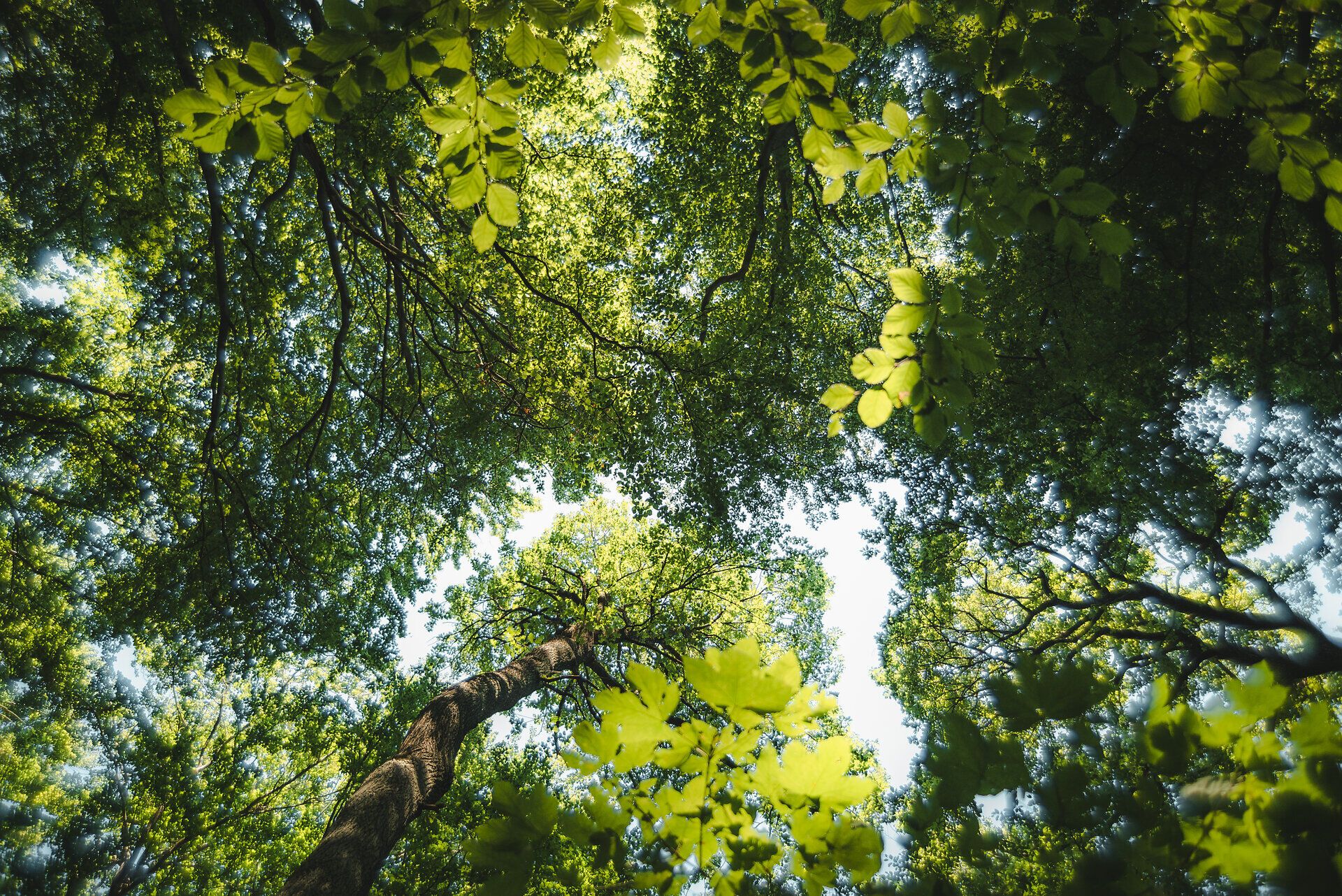 Ein sanfter Lichtstrahl bricht durch das dichte Blätterdach und taucht den Wald in ein magisches Grün. Die frische Luft ist erfüllt von dem Duft der Bäume und dem sanften Rascheln der Blätter, während die Natur in harmonischem Einklang pulsiert.