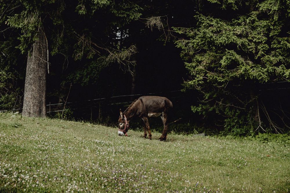A donkey grazes in a meadow in front of a dense forest.