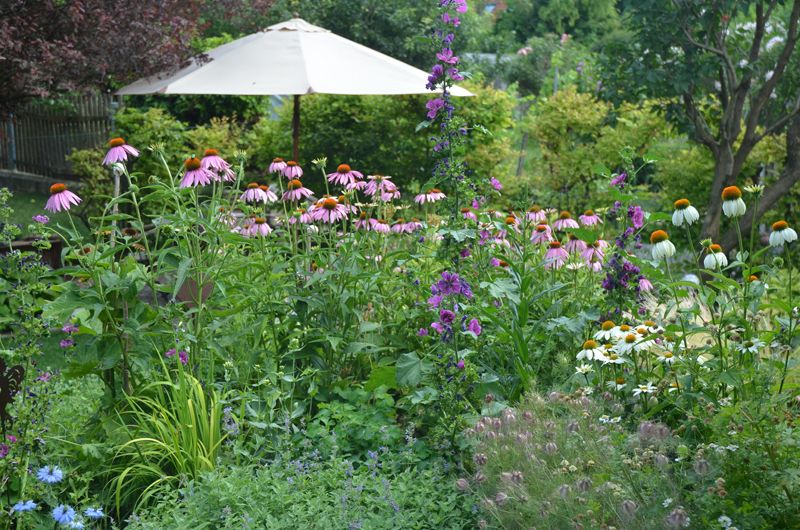 A blooming garden with colorful flowers and a parasol in the background.