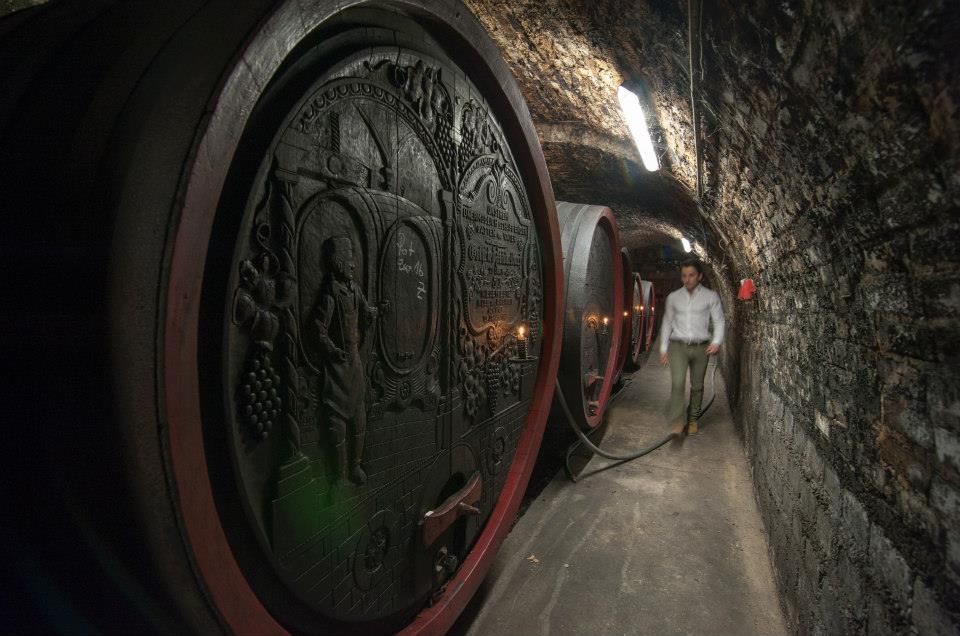 A man walks through a wine cellar with large, decorated wooden barrels.