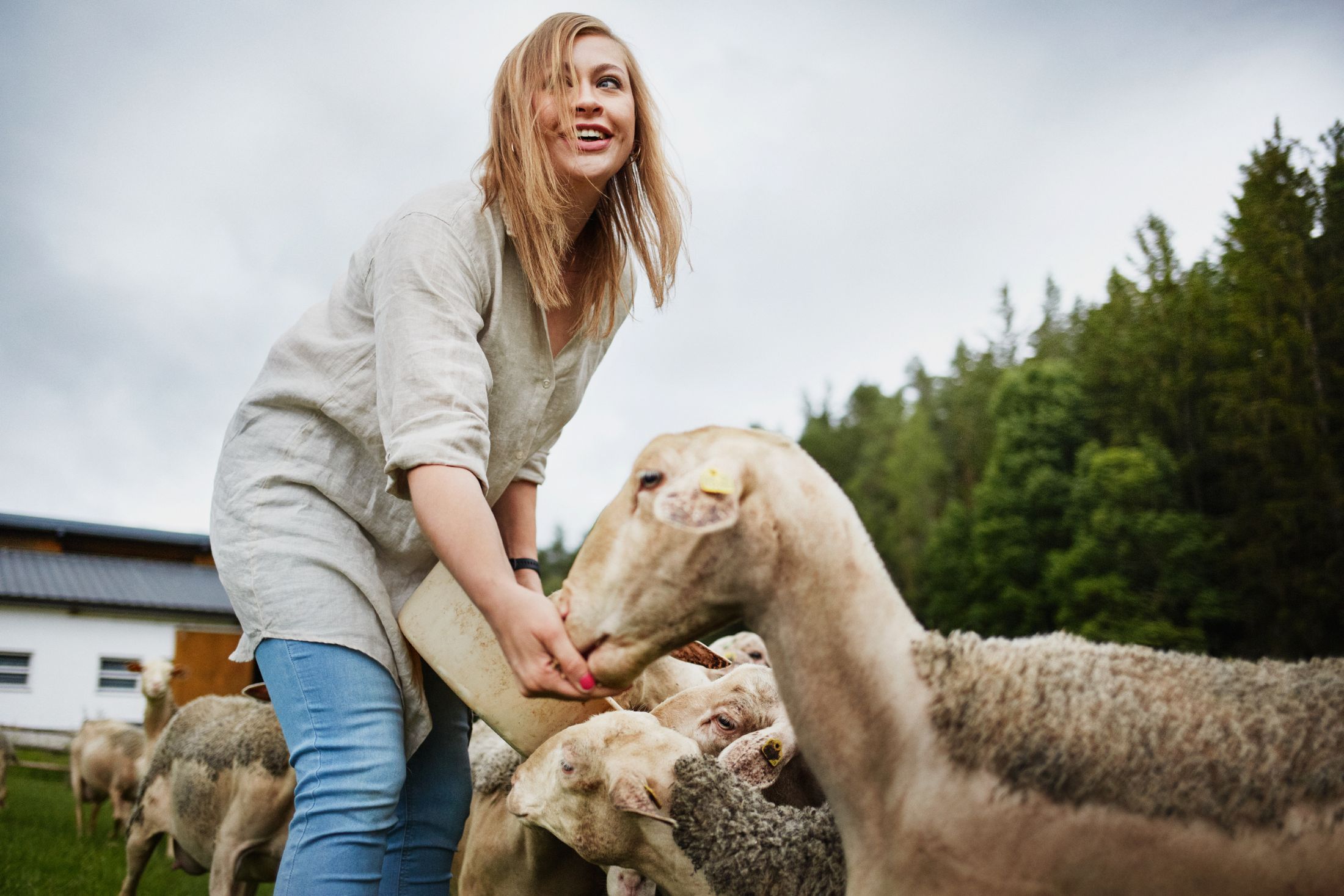 A woman feeds sheep in a meadow in front of a forest.