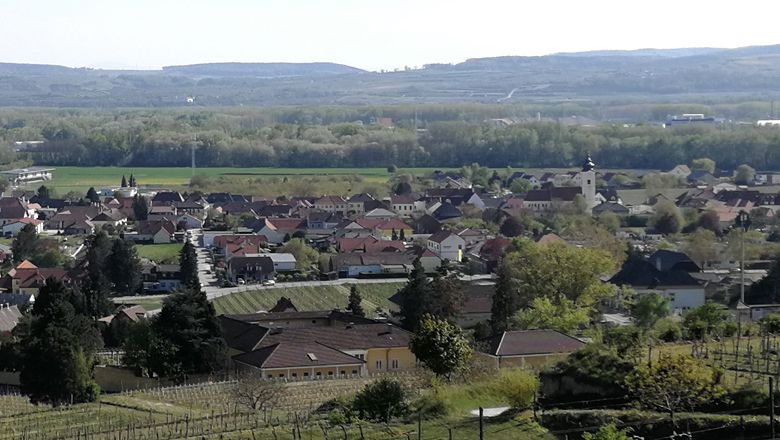 Panoramic view of the village of Rohrendorf with vineyards in the foreground and hills in the background.
