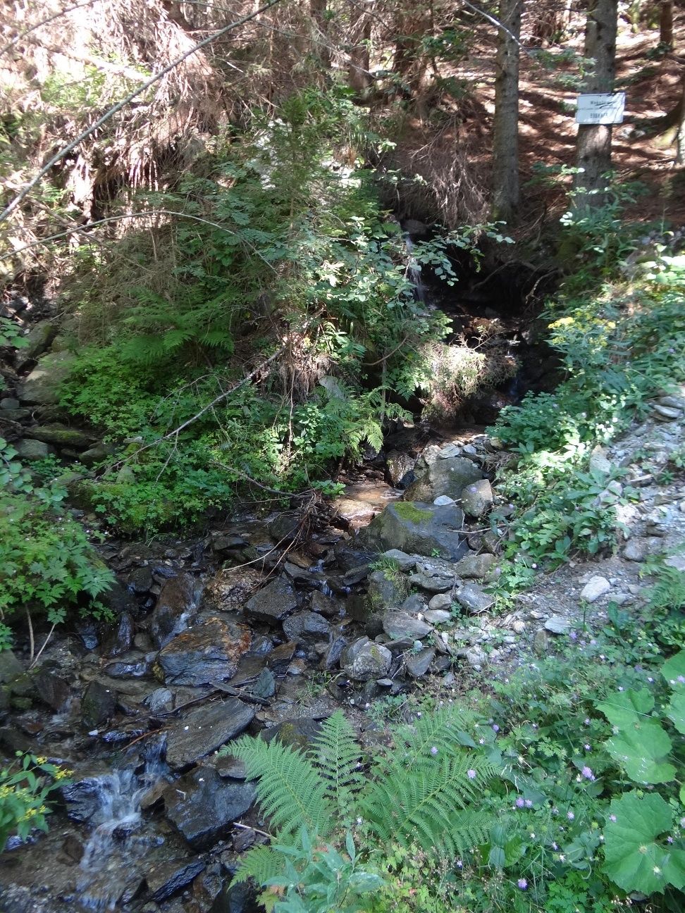 A small stream flows through a wooded area with lots of stones and green vegetation.