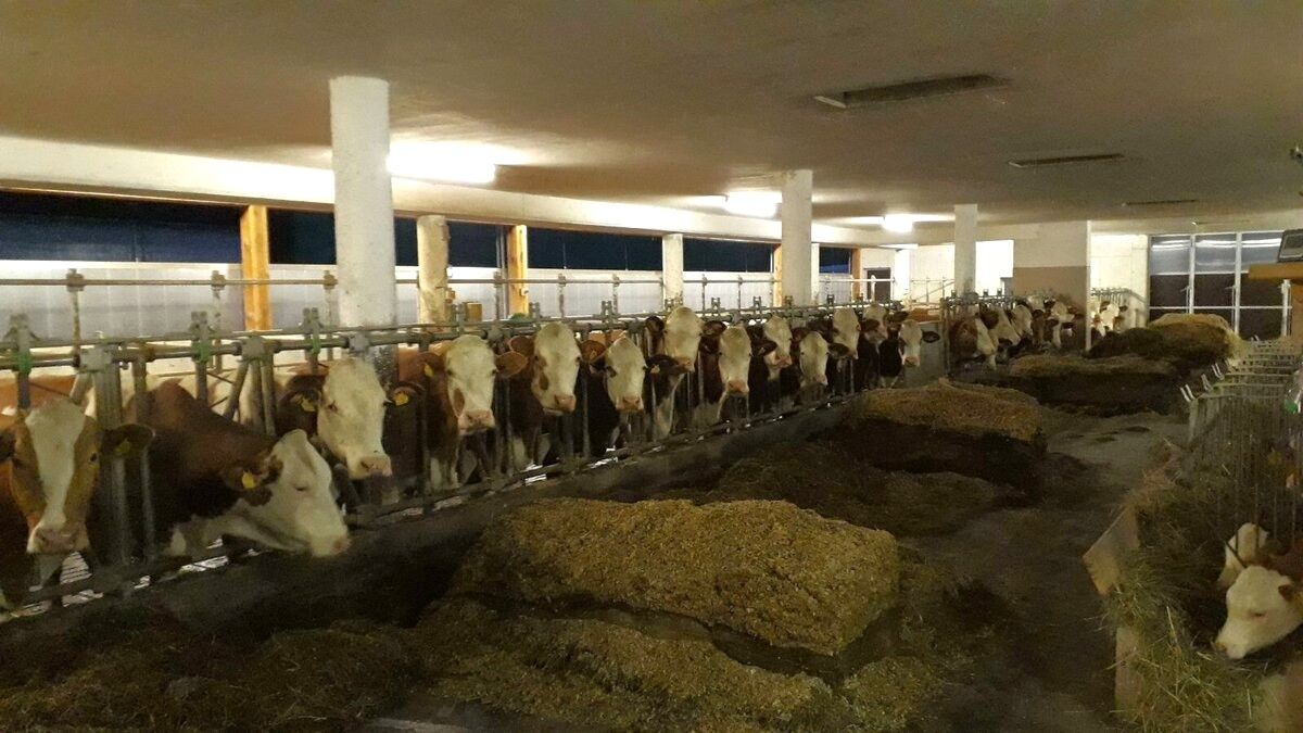 Vacation on the farm-Oberrehau