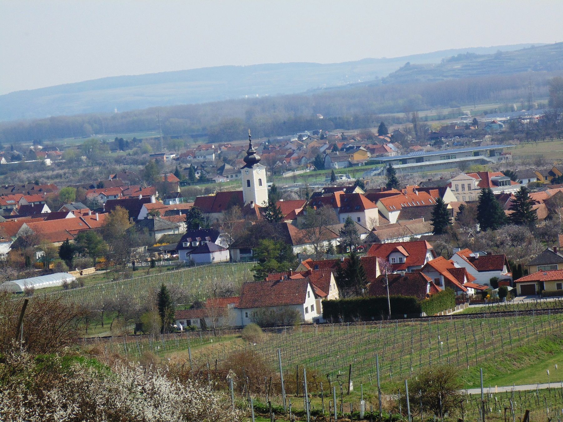 View of Rohrendorf with church and vineyards in the foreground.