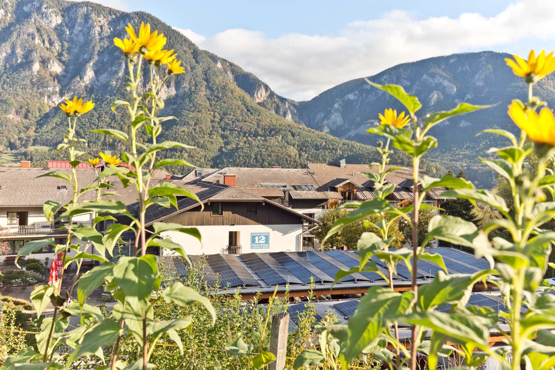 Sunflowers in front of solar panels and mountains in the background.
