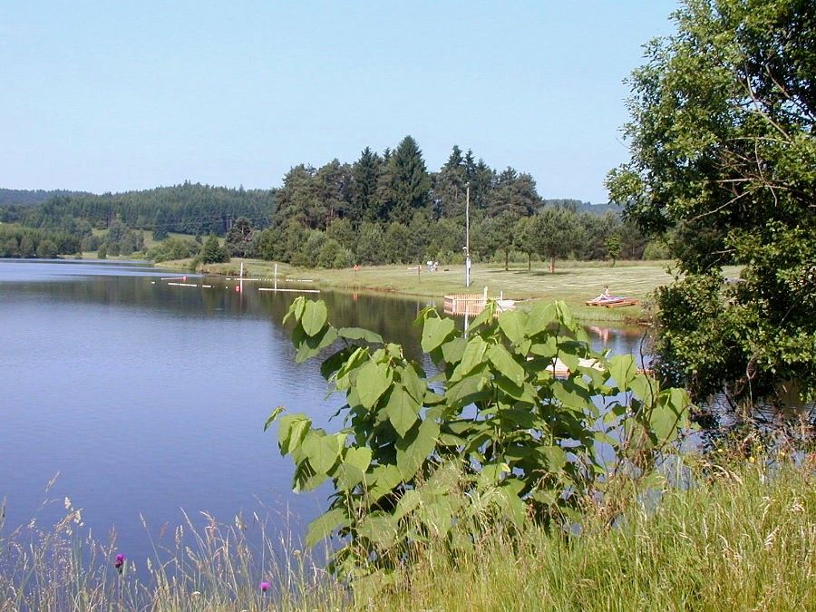 A calm lake with a green shore and trees in the background.