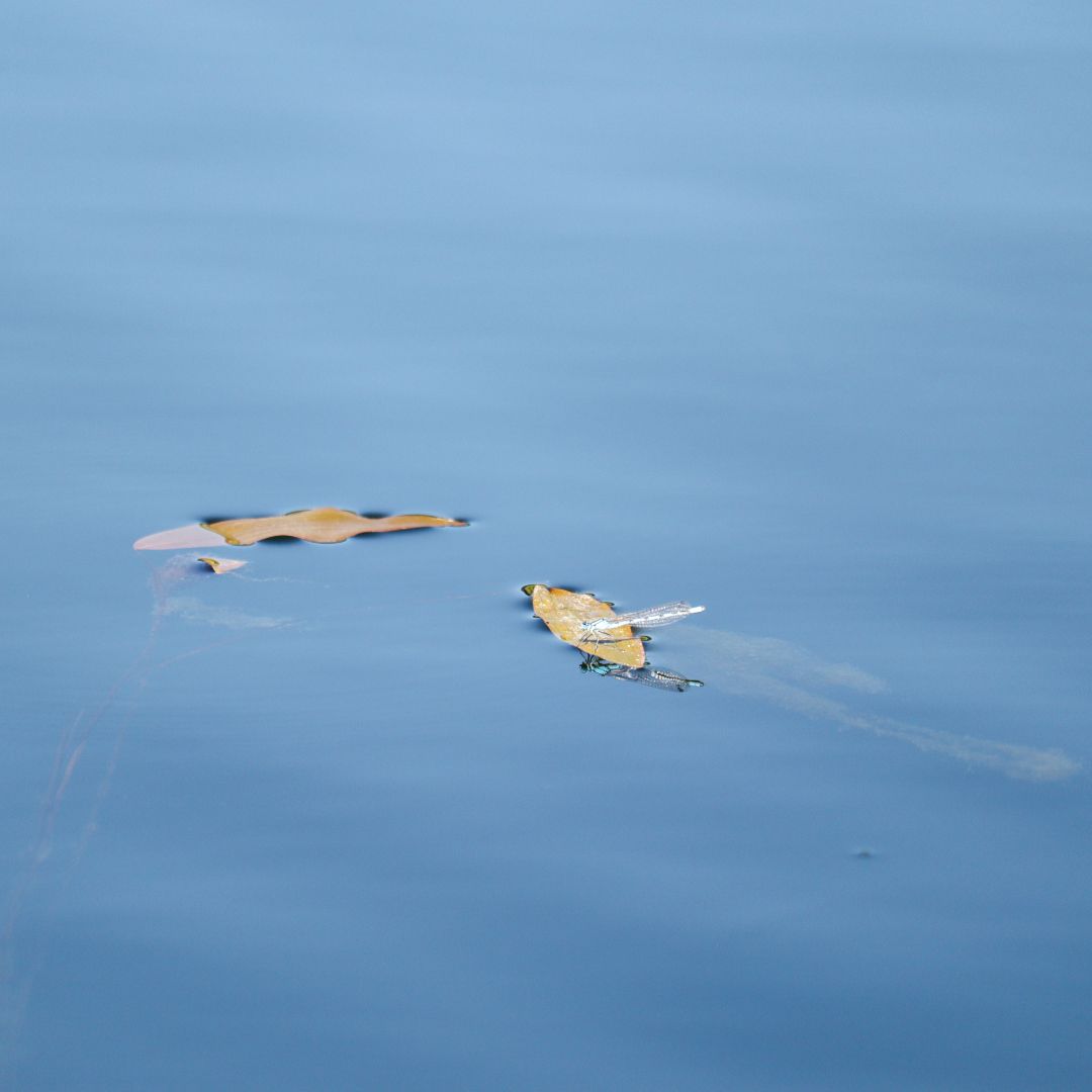 A dragonfly sits on a floating leaf in the water.