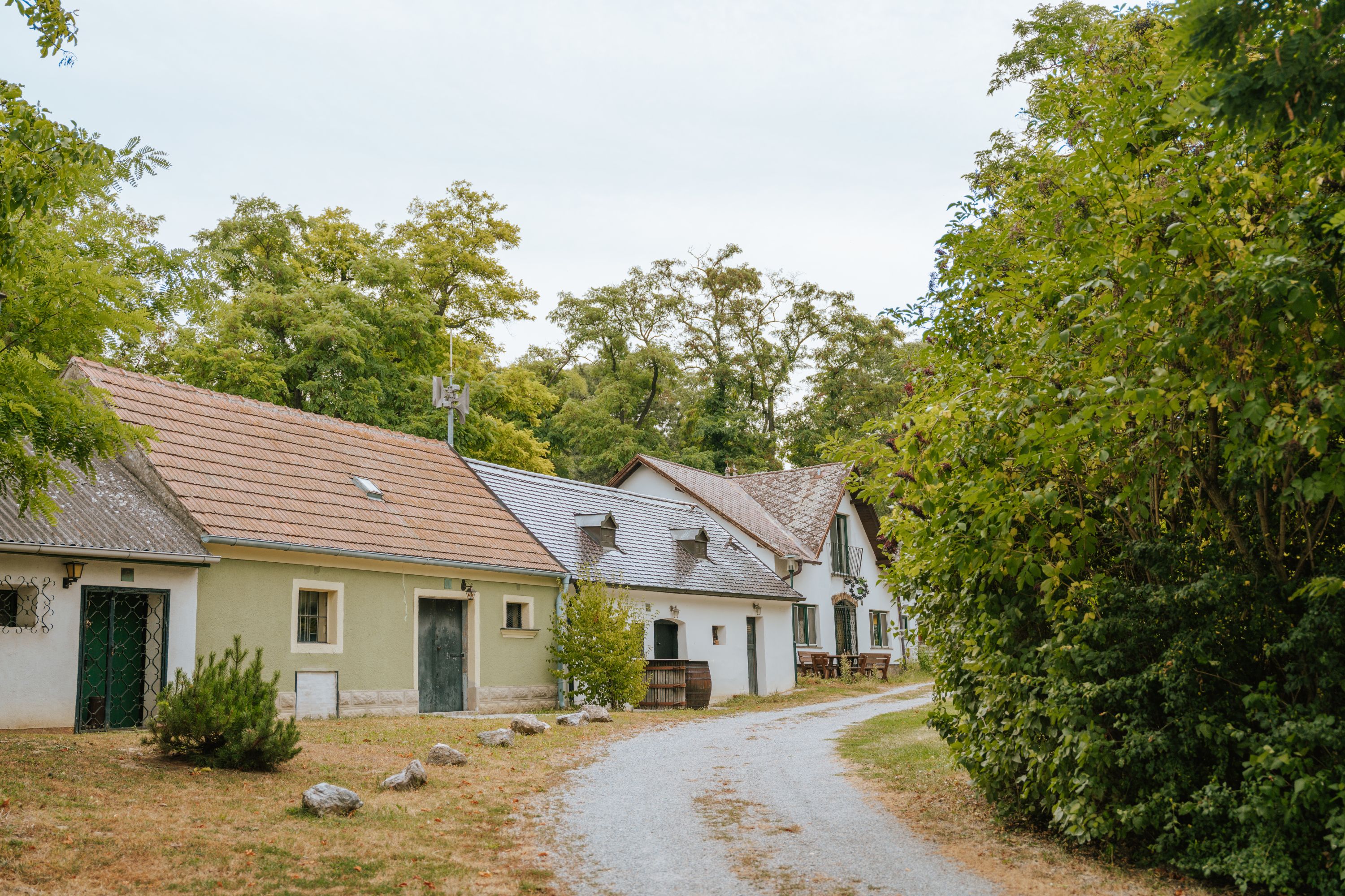 A picturesque wine cellar lane with traditional buildings and trees in Mannersdorf am Rochusberg.