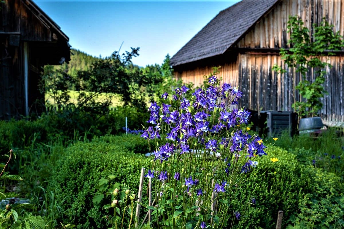 A garden with purple flowers in the foreground and wooden huts in the background.