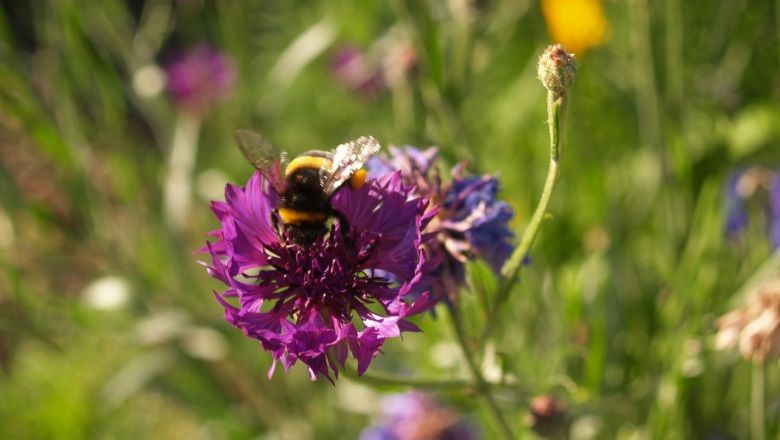 A bumblebee sits on a purple flower in a garden.