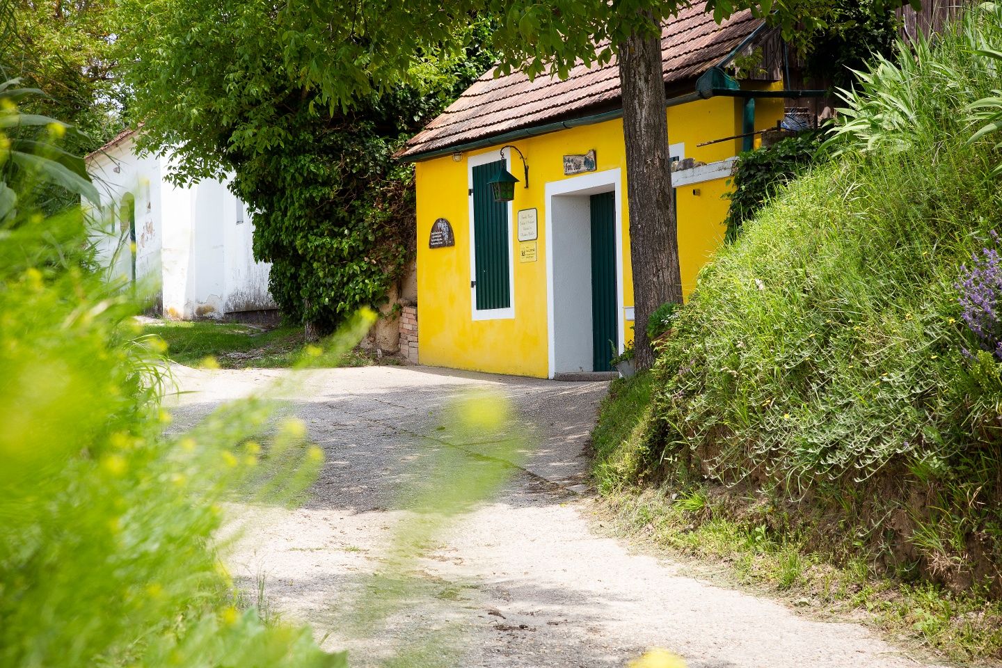 Yellow cellar in a hollow path in the wine cellar lane,