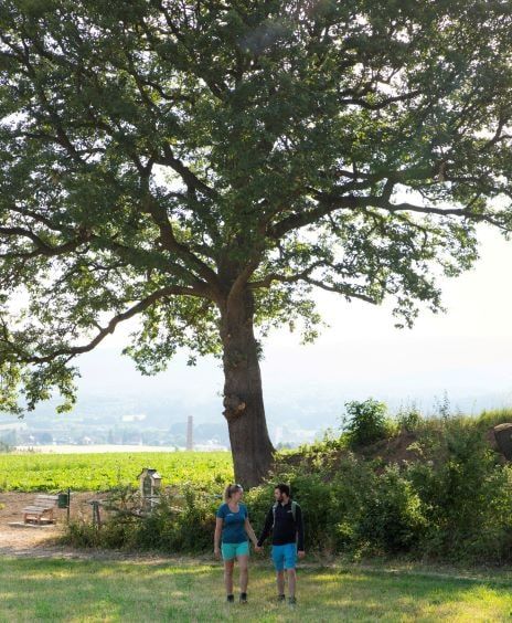 Two people are walking under a large tree in a rural landscape.