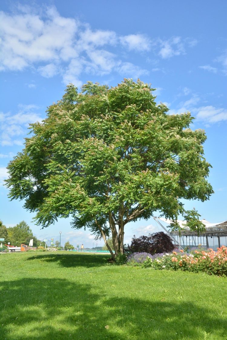 A large tree of the gods stands on a green meadow under a blue sky with a few clouds.