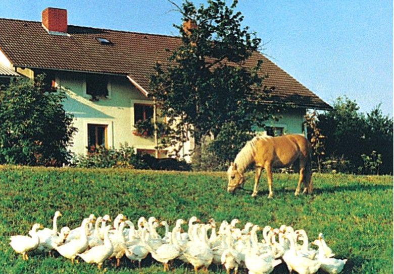 A farm with geese and a horse in a meadow.