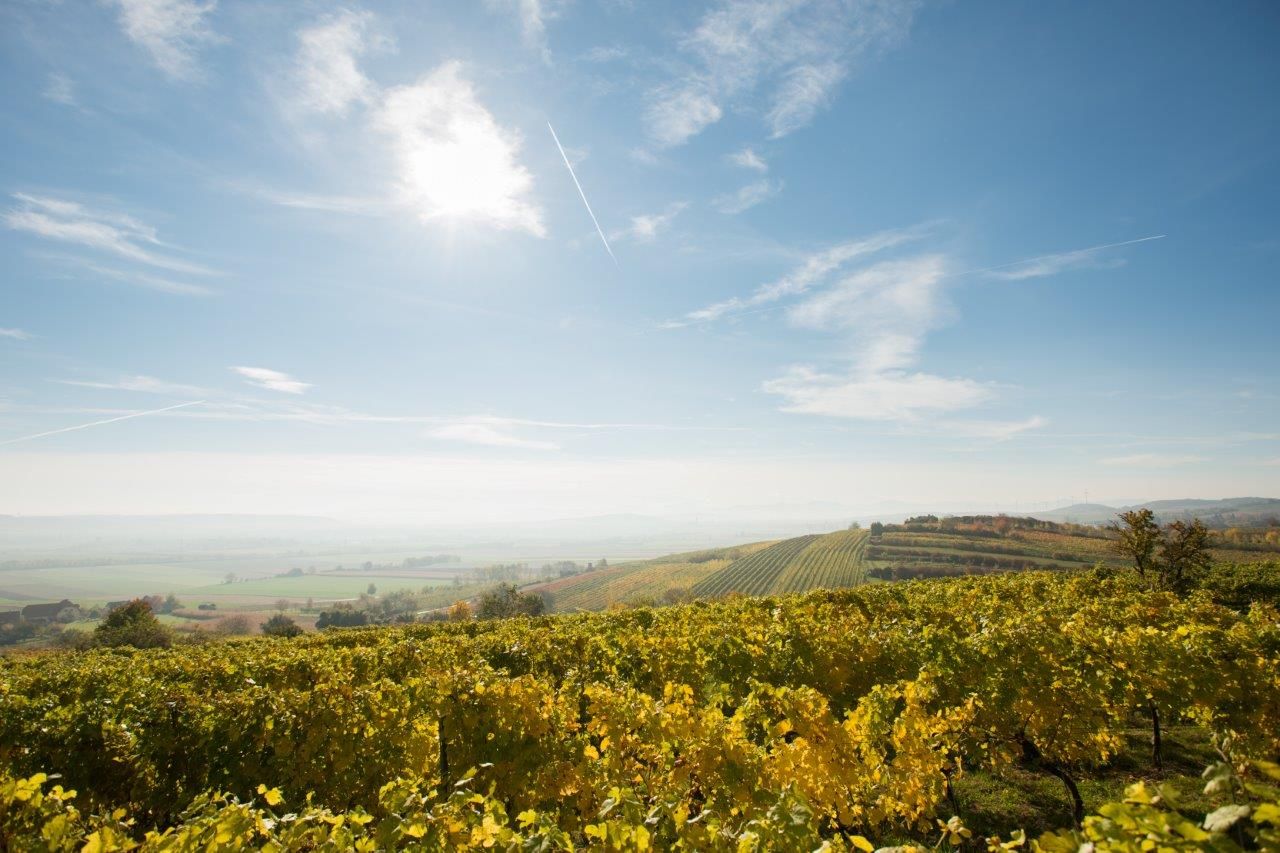 Vineyards under a blue sky with sunshine and light clouds.