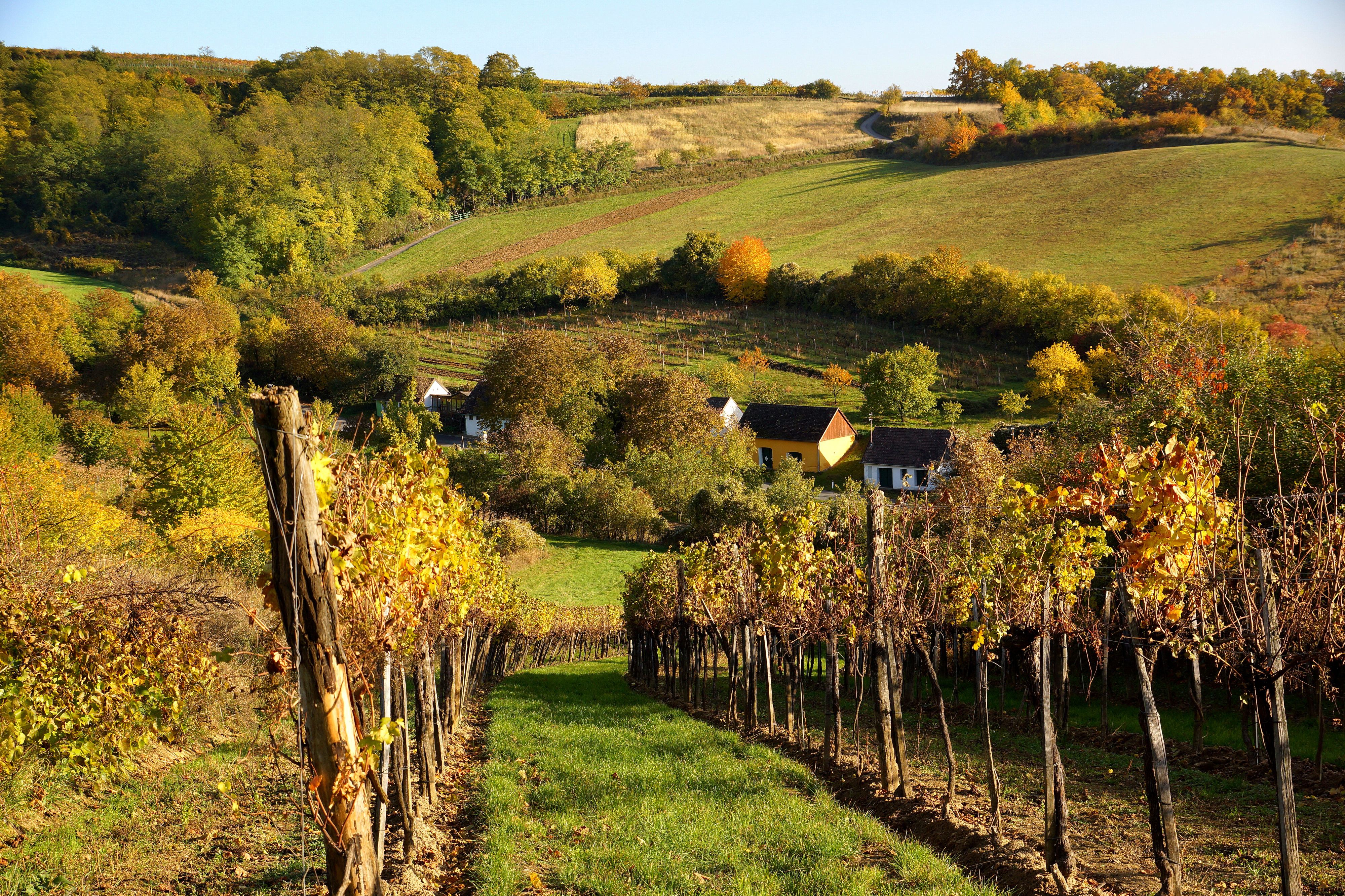 Vineyards in autumn with colorful foliage and small houses in the background.
