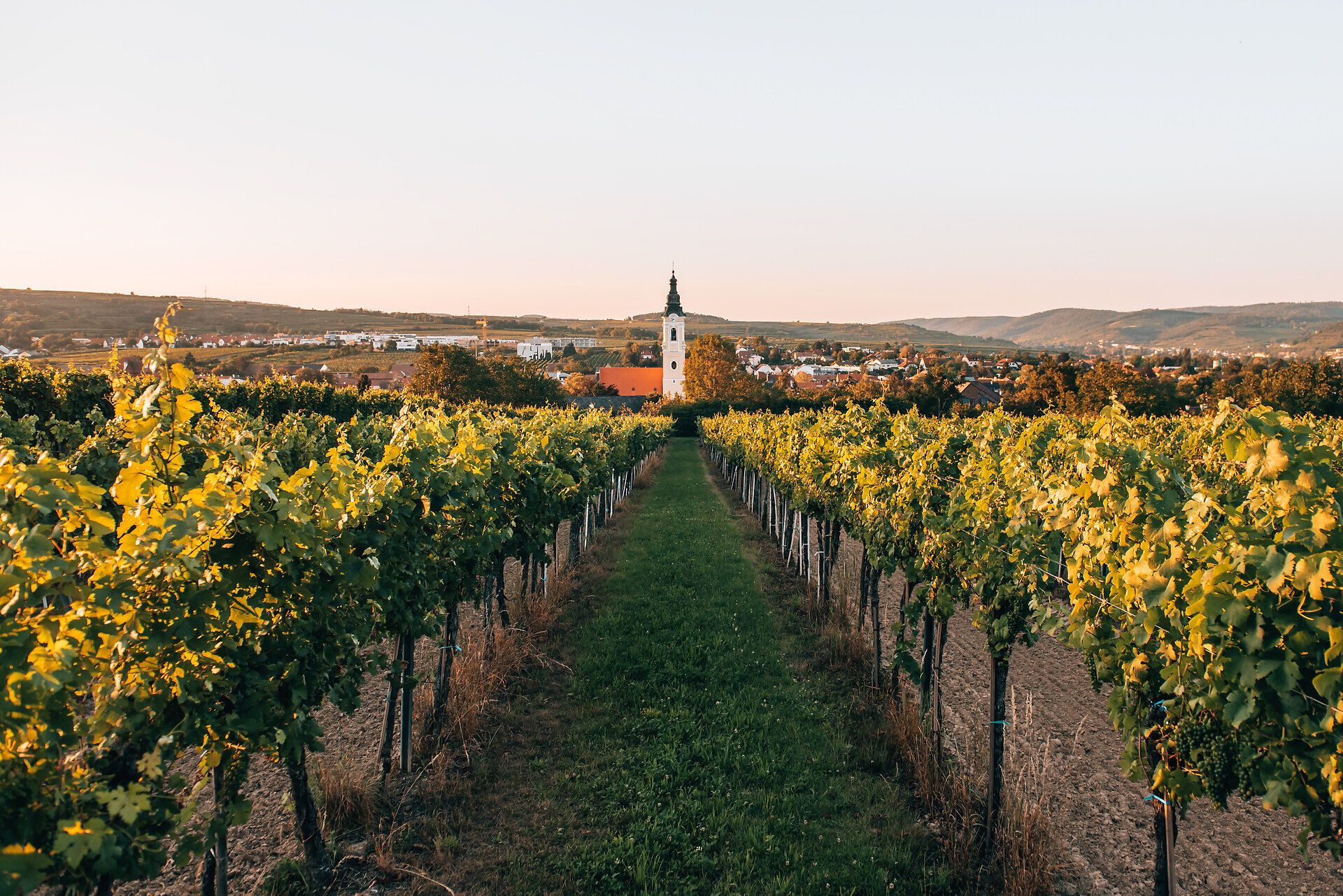 Weingarten in Langenlois im Kamptal zur Zeit des Weinherbstes, mit Rebreihen im Vordergrund und Blick auf den Ort und die Kirche in der Abendsonne.