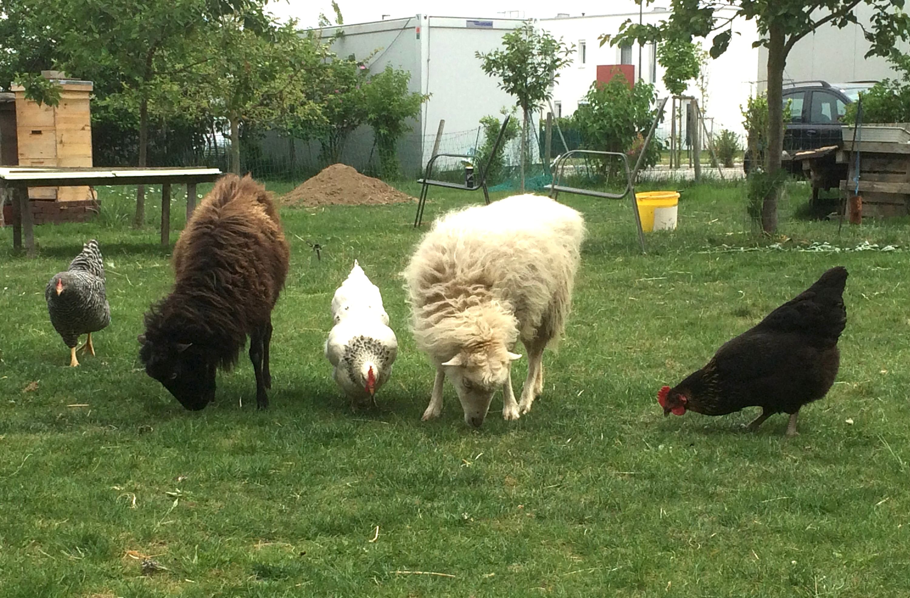 Our animals
