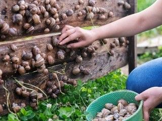A person is collecting vineyard snails from a wooden board and putting them into a basket.