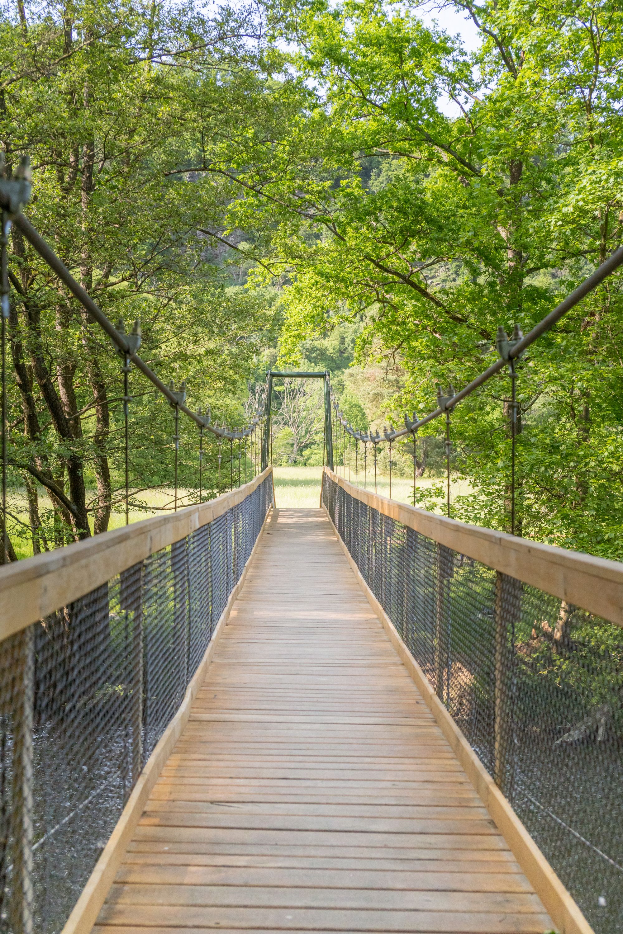Suspension bridge in the Thayatal National Park surrounded by green trees.