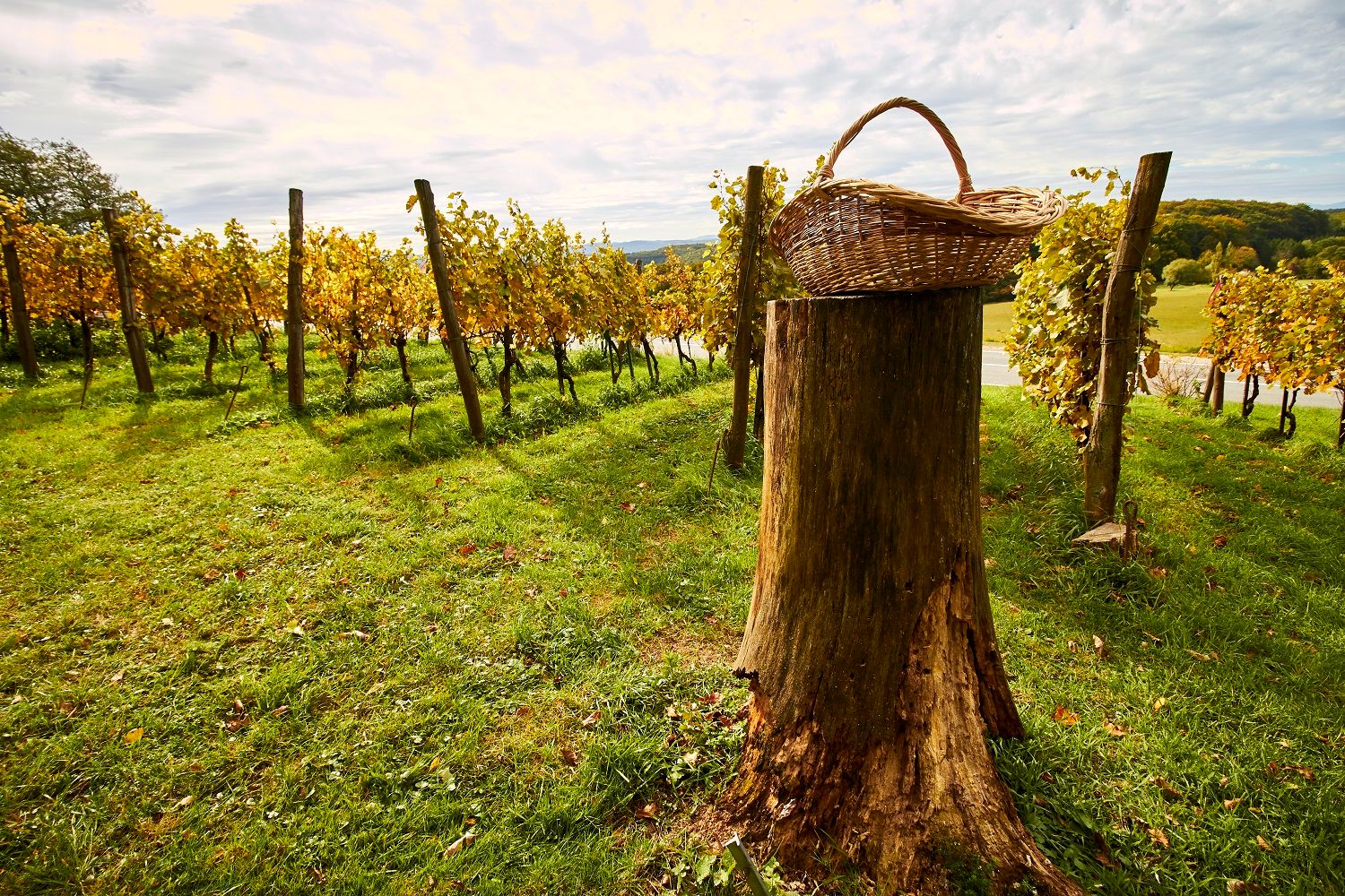 A basket of wine on a tree stump in a vineyard near Tulbing, surrounded by green vines and a cloudy sky.