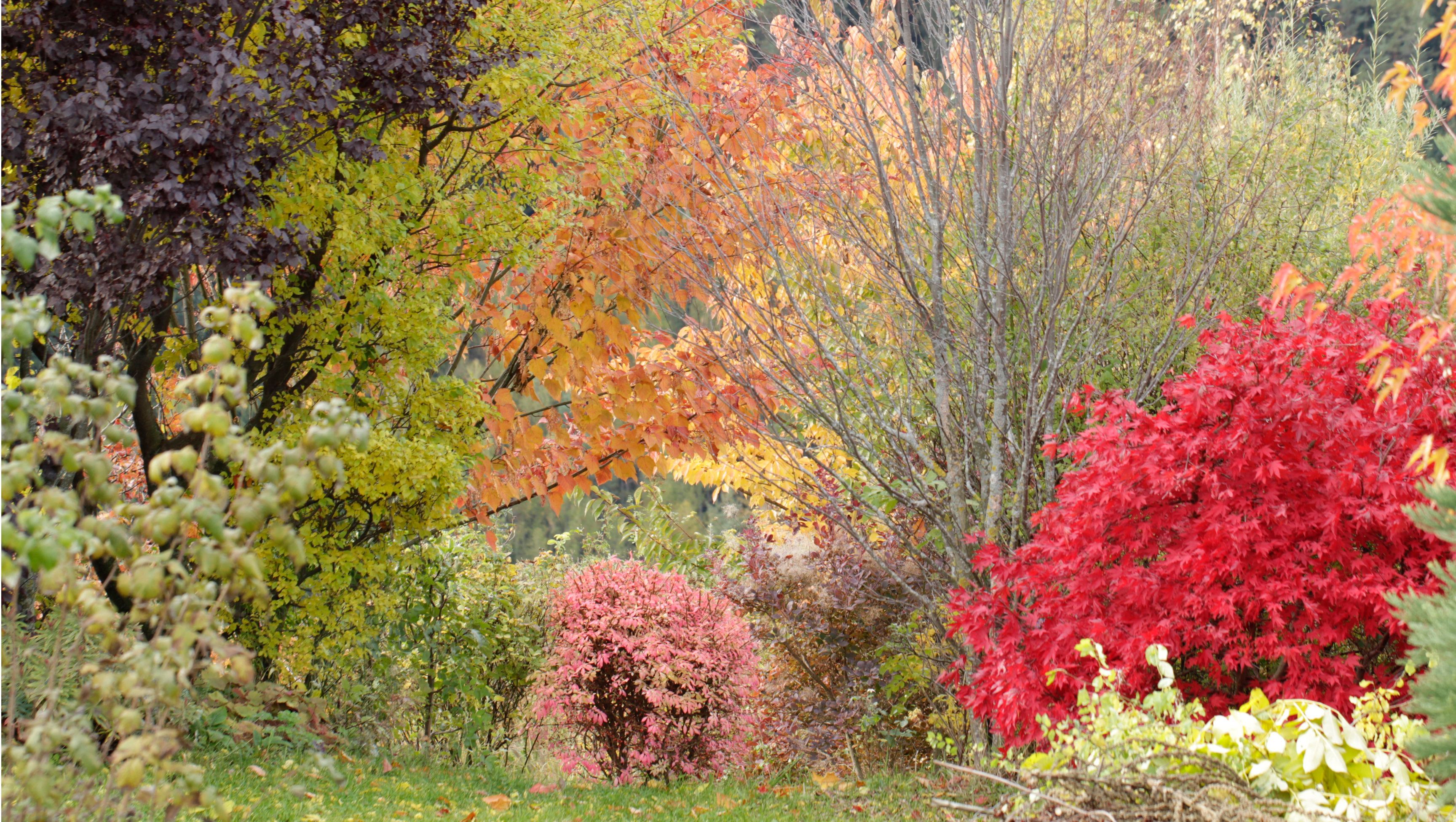 Colorful autumn trees and shrubs in the Ecolution.Lab.