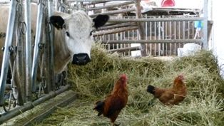 bio-schafbauernhof-koelbel-tiere(c)veronika-koelbel