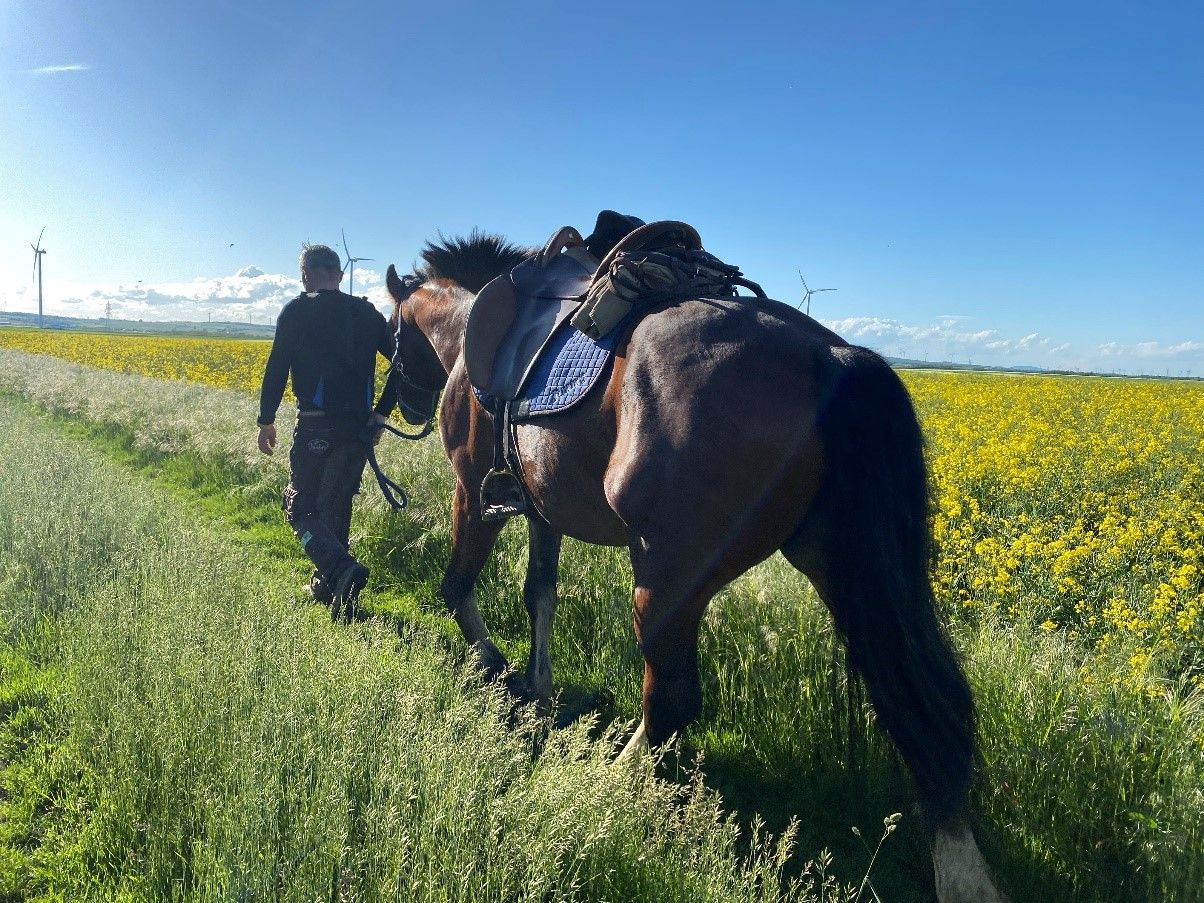 Person leading a horse along a country lane next to a field of rape in bloom, with wind turbines and blue sky in the background.