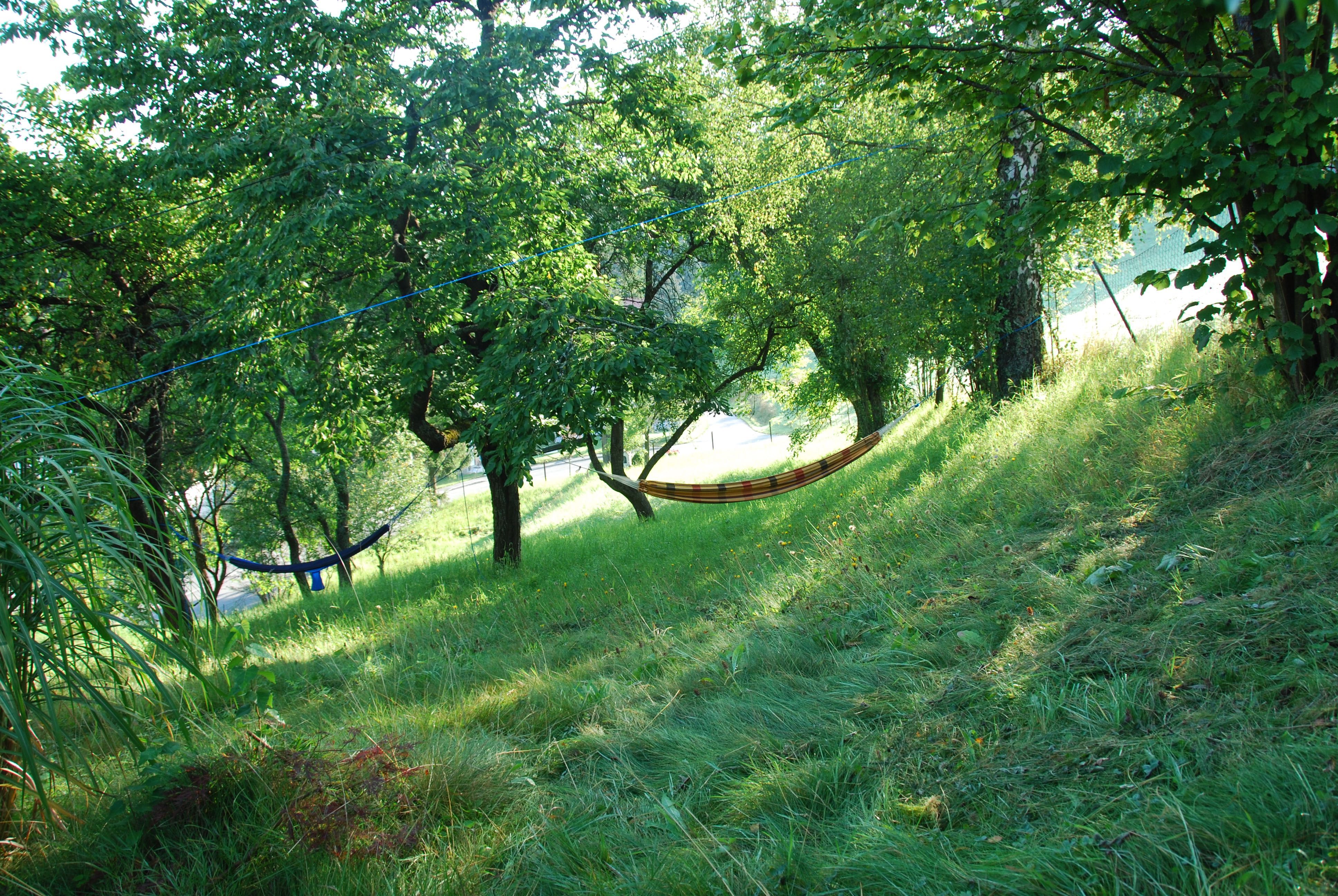 View of the garden 