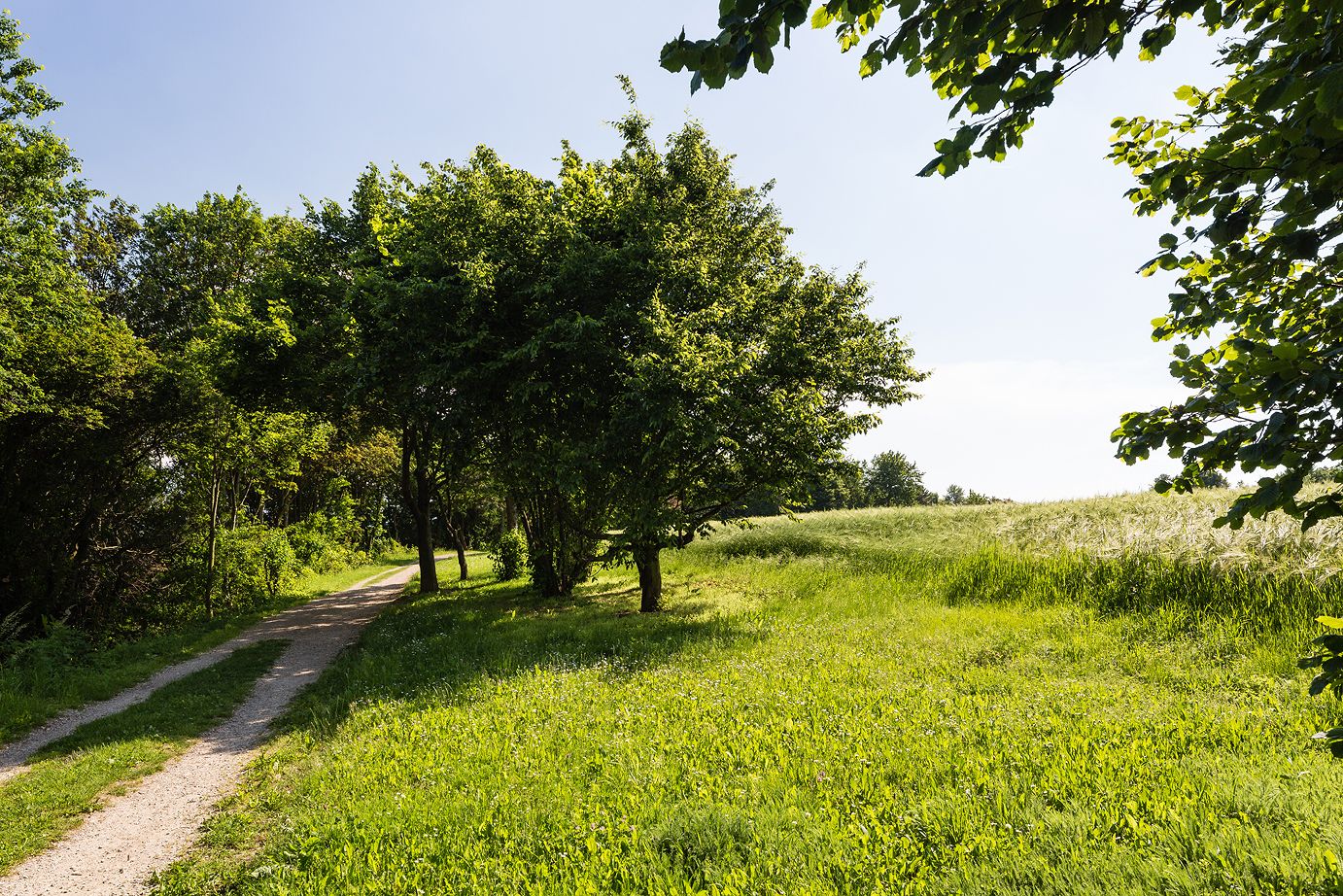 Panorama trail Krembserberg