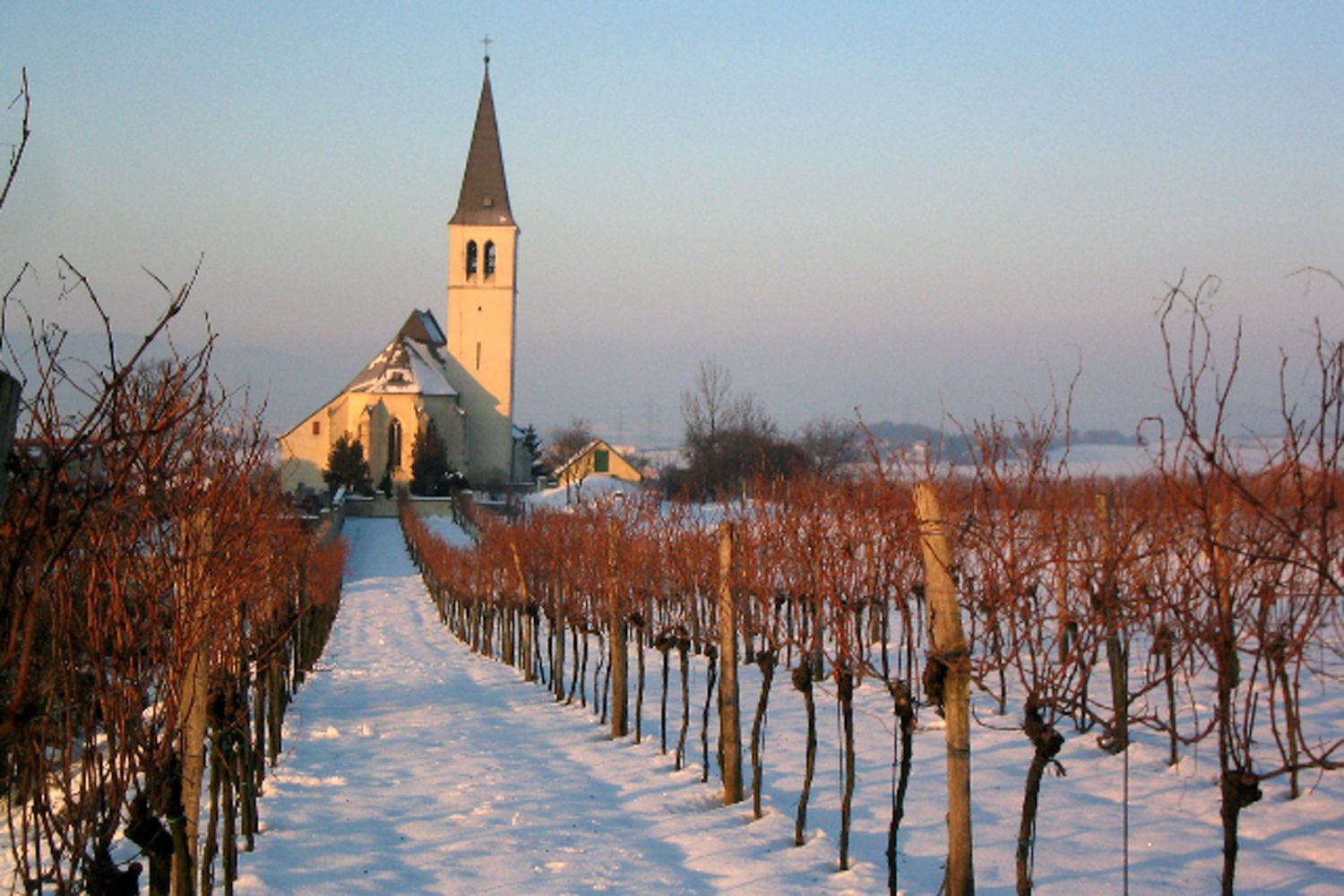 Church in winter with snow-covered path and bare vines.