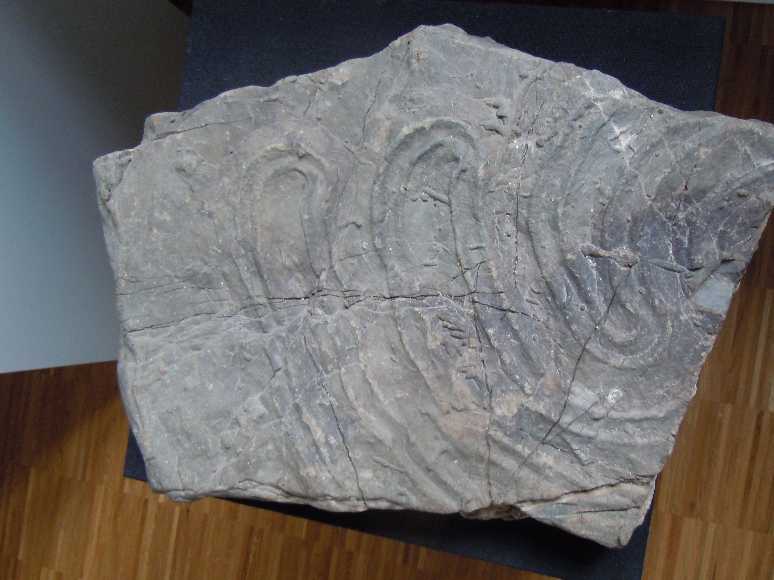 A stone with fossil impressions on a wooden floor.