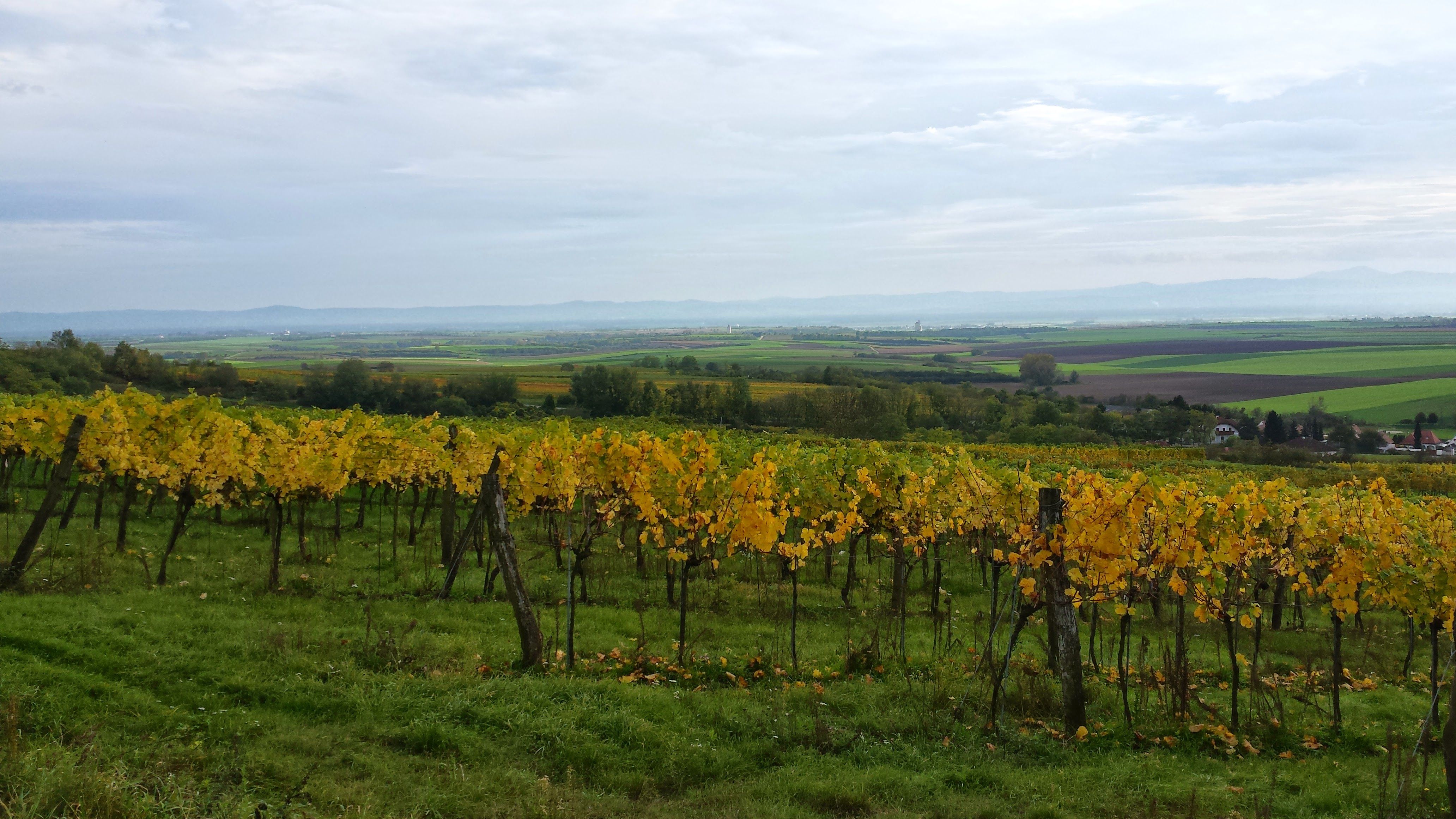 Haslinger Winery